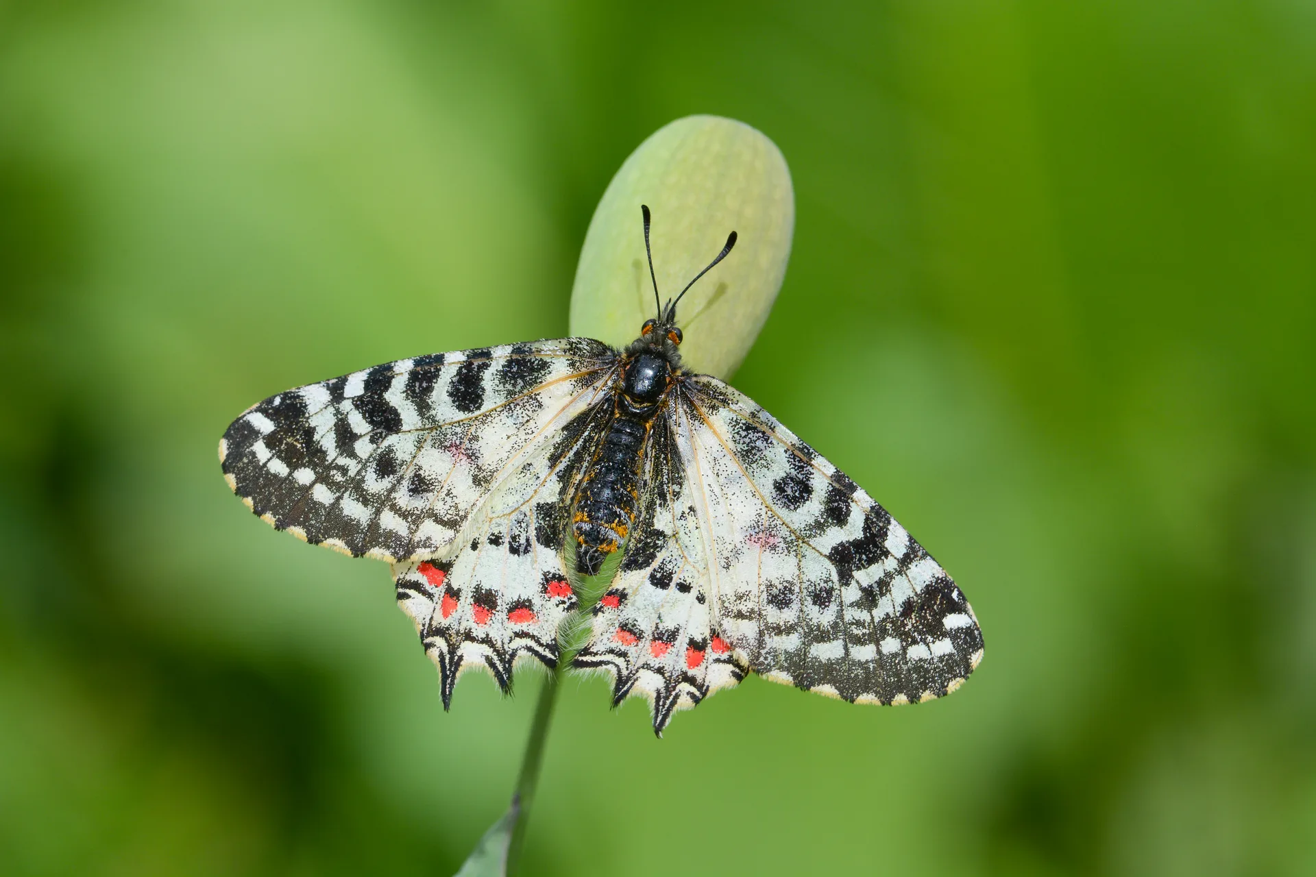 Zerynthia deyrollei (Stepfistosu) butterfly photo