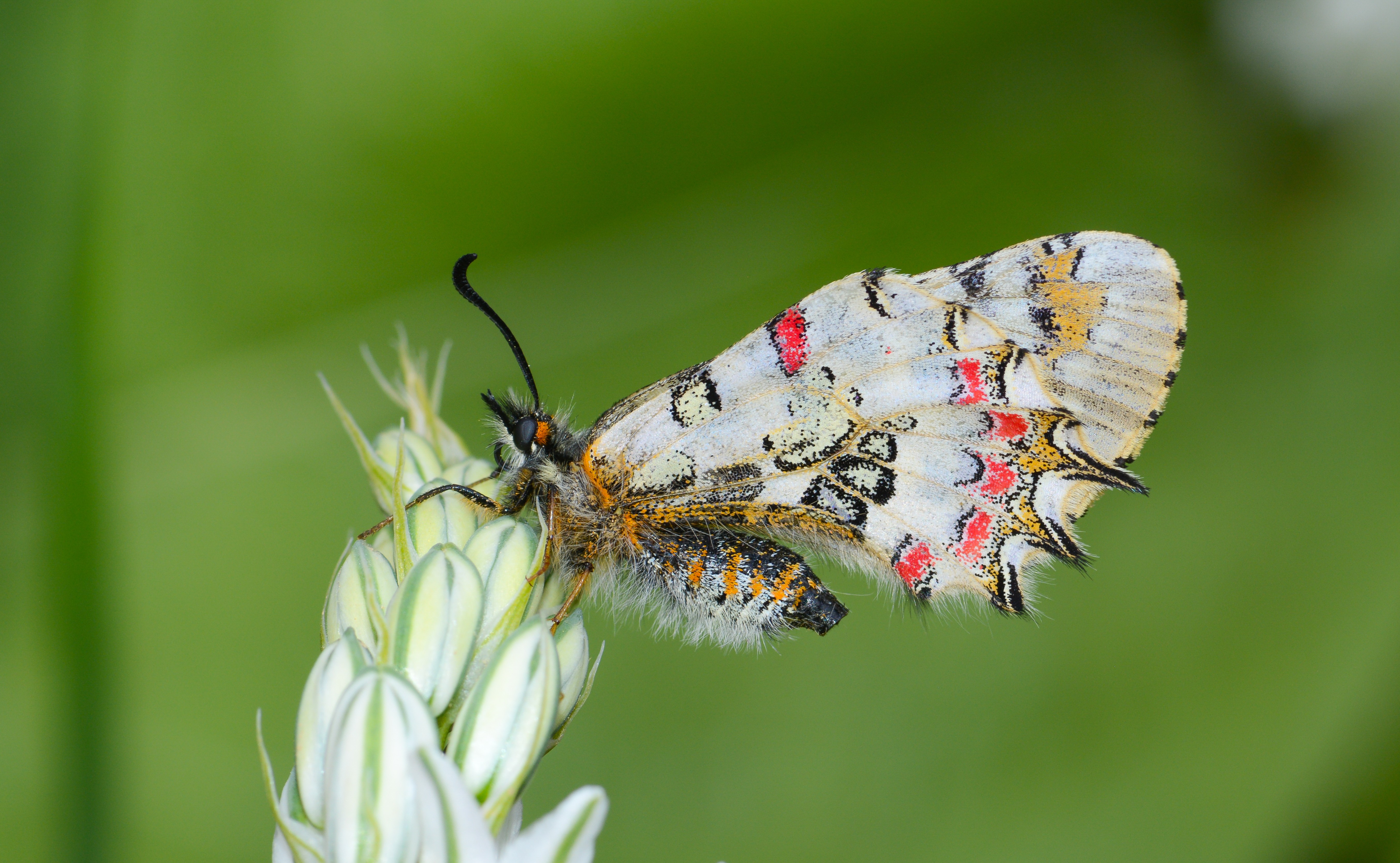 Zerynthia deyrollei (Stepfistosu) butterfly photo