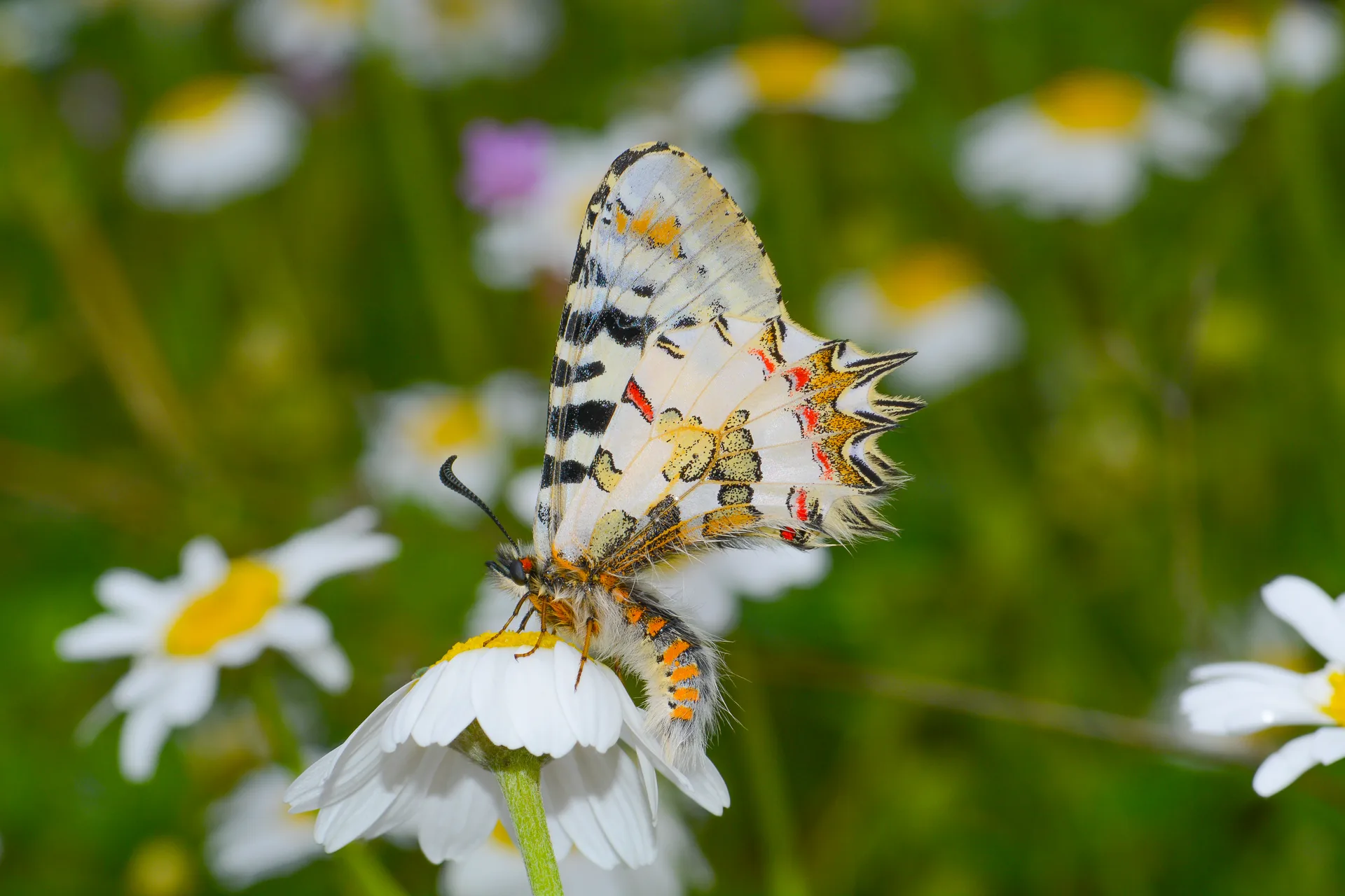 Zerynthia deyrollei (Stepfistosu) butterfly photo