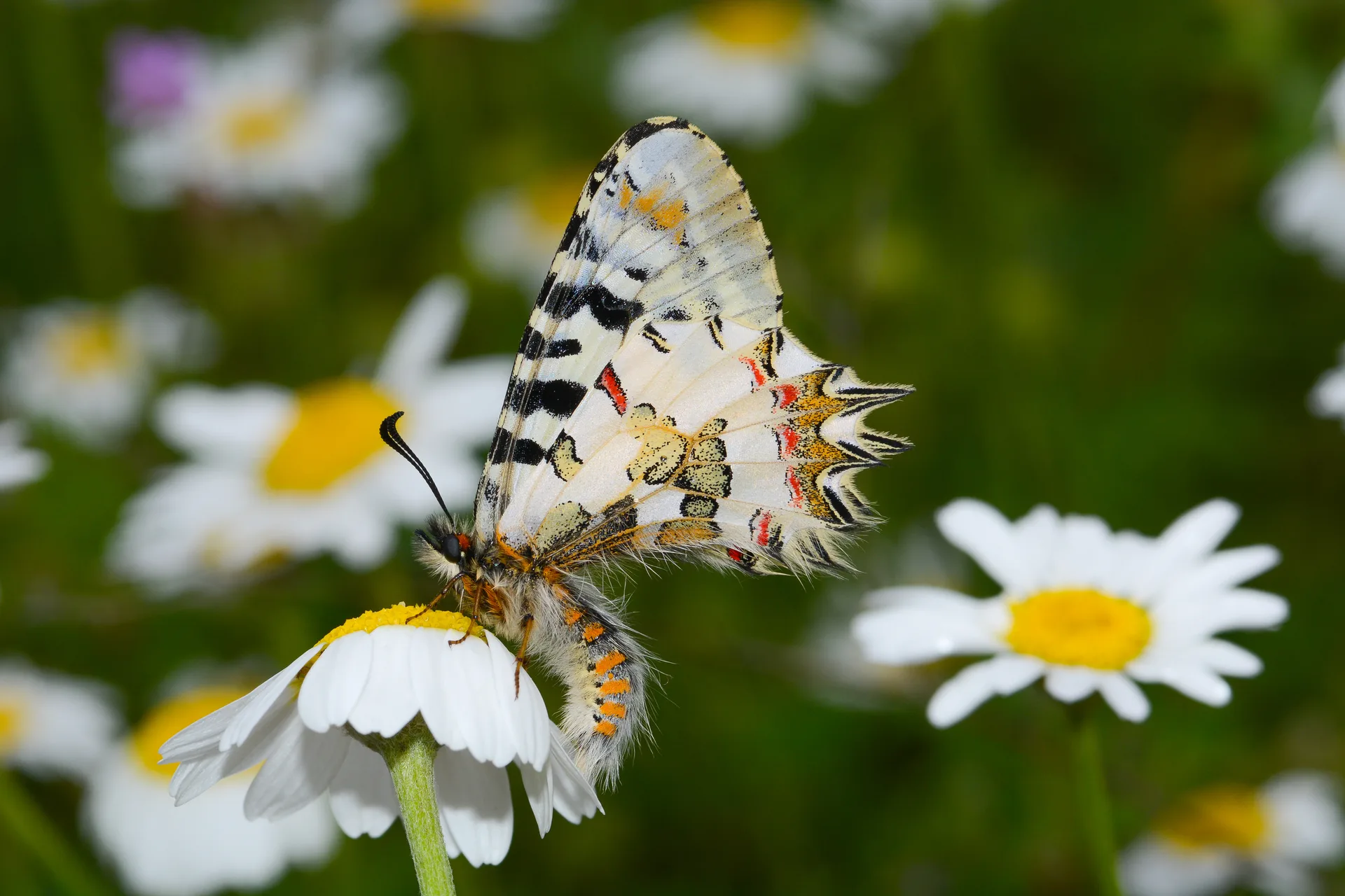 Zerynthia deyrollei (Stepfistosu) butterfly photo