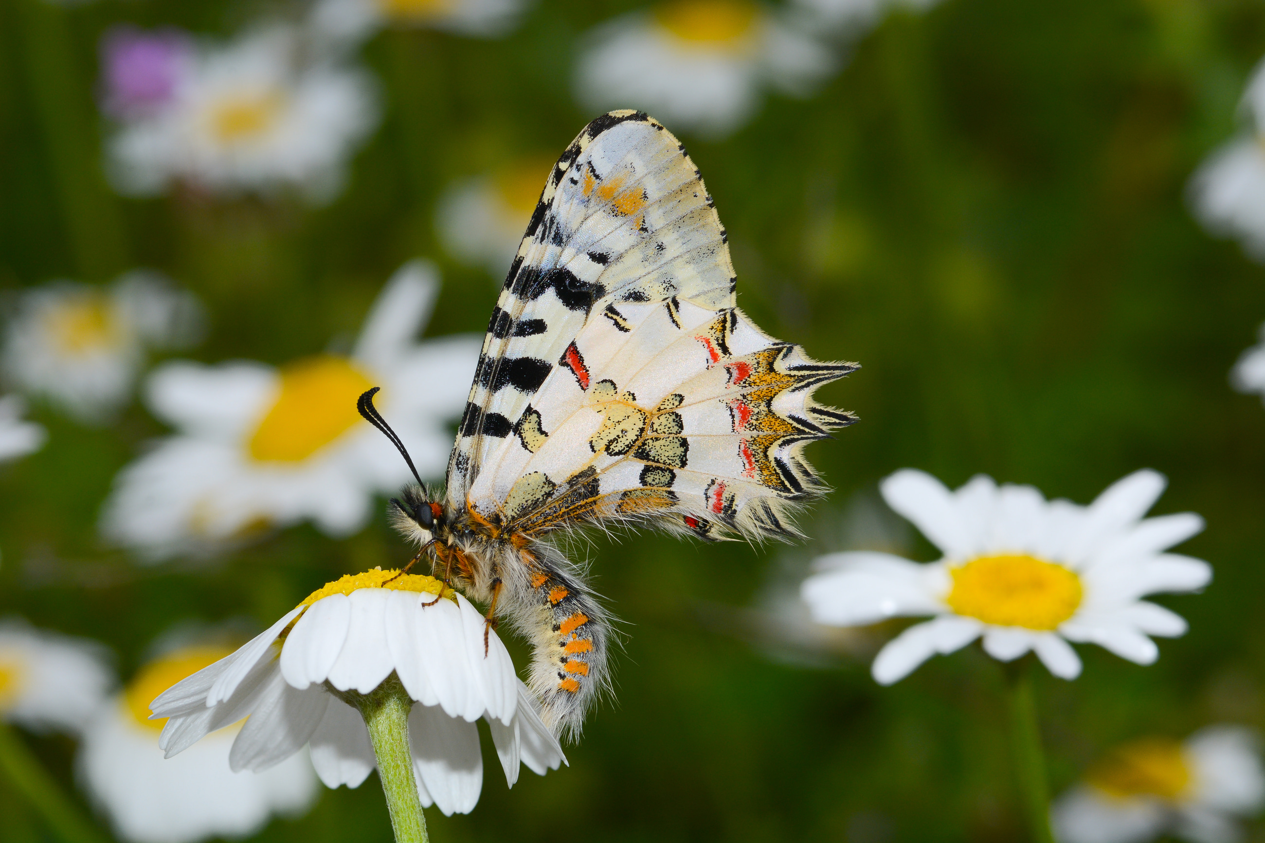Zerynthia deyrollei (Stepfistosu) butterfly photo