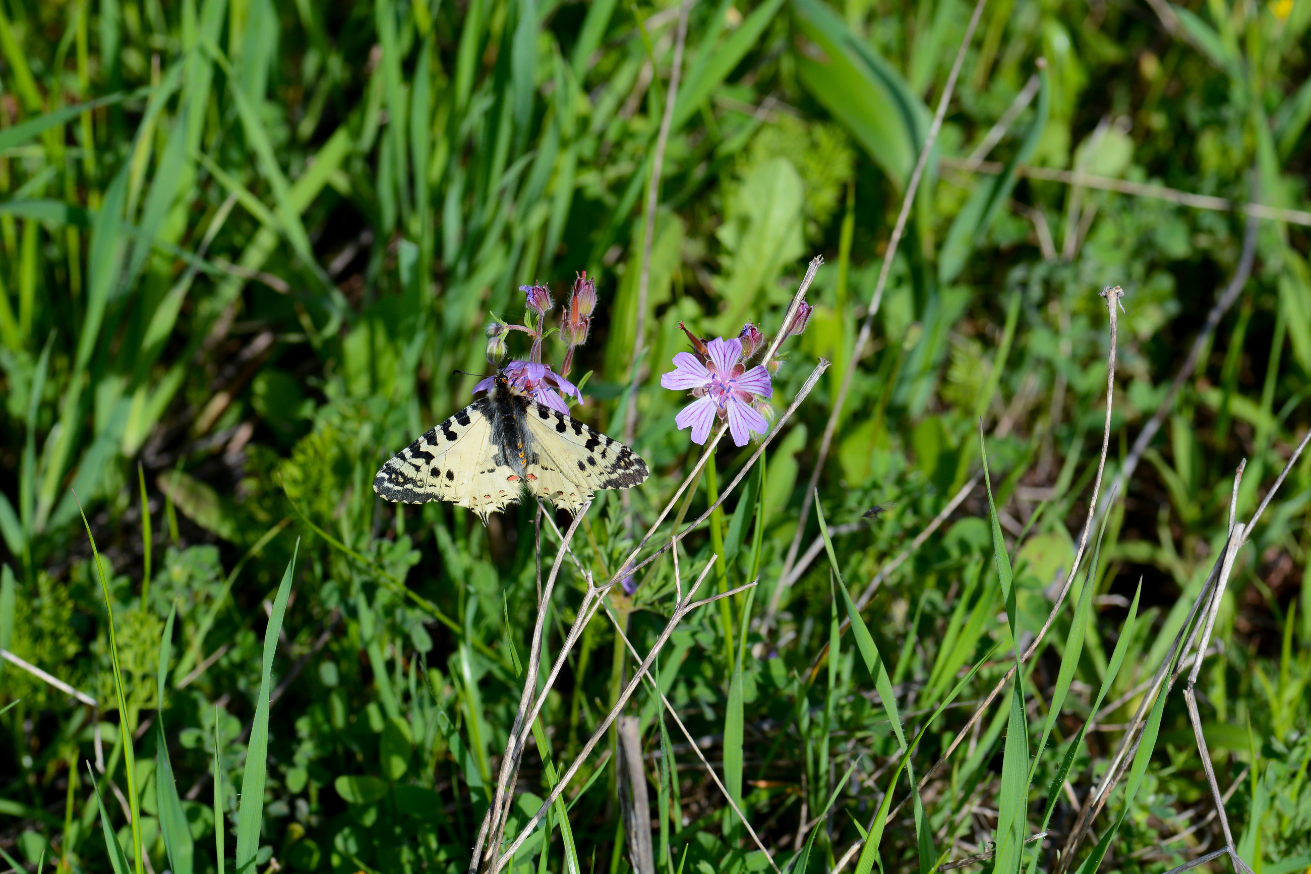 Zerynthia deyrollei (Stepfistosu) butterfly photo