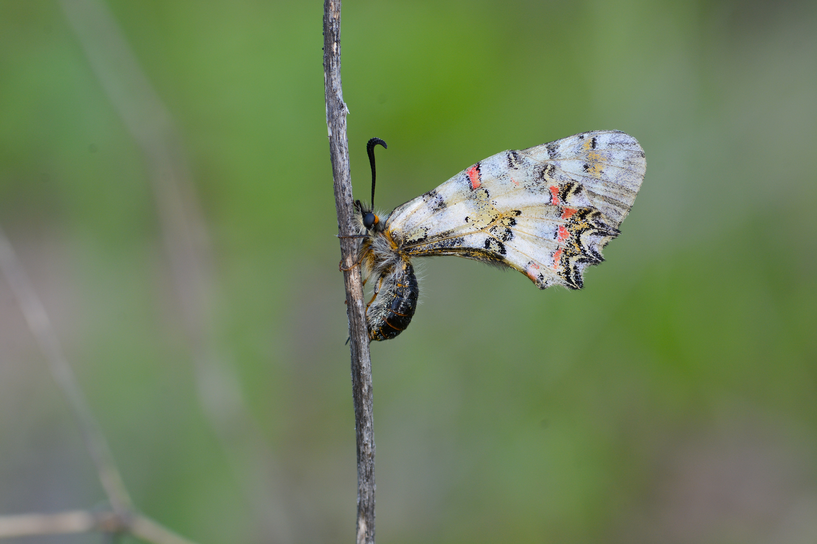 Zerynthia deyrollei (Stepfistosu) butterfly photo
