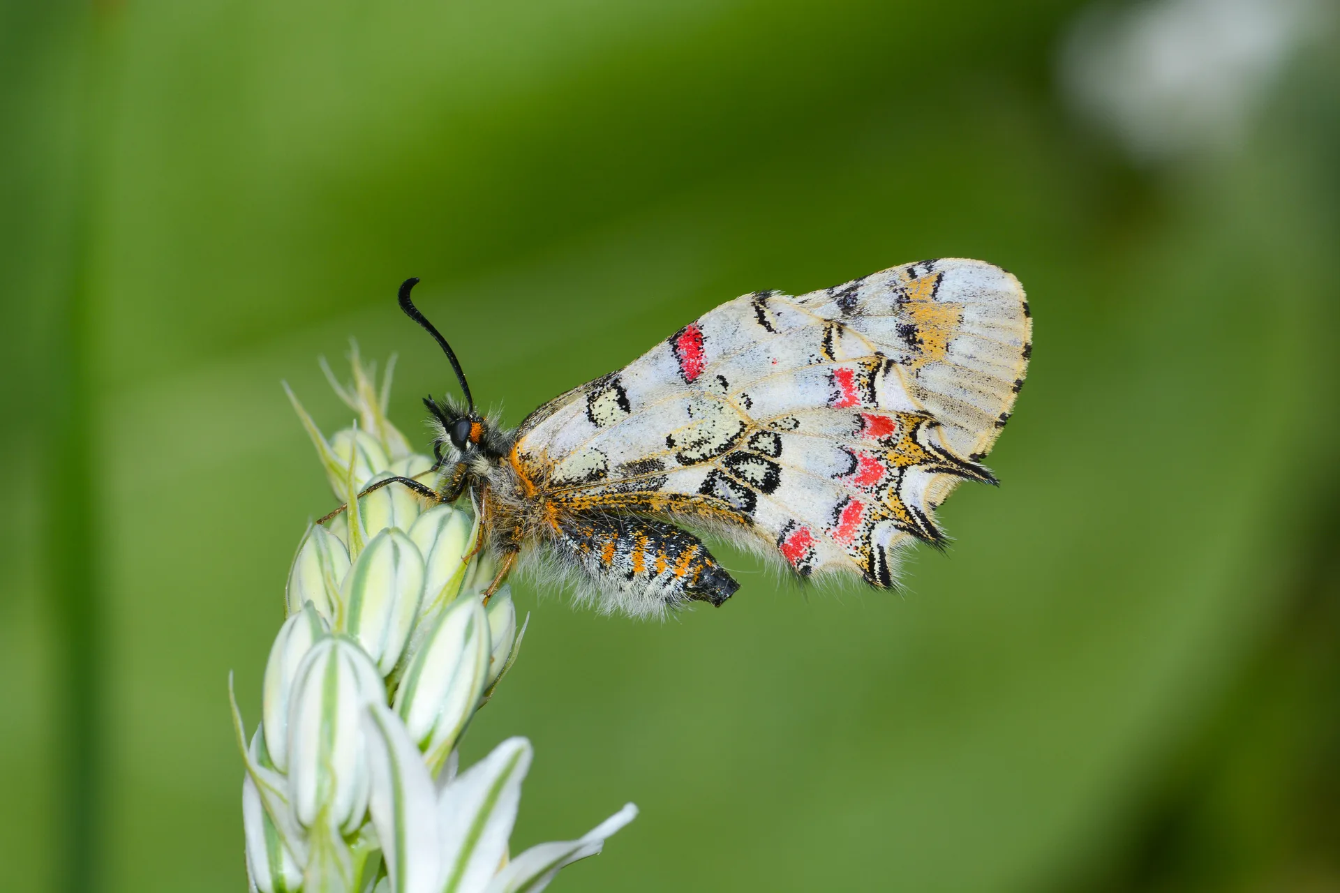 Zerynthia deyrollei (Stepfistosu) butterfly photo