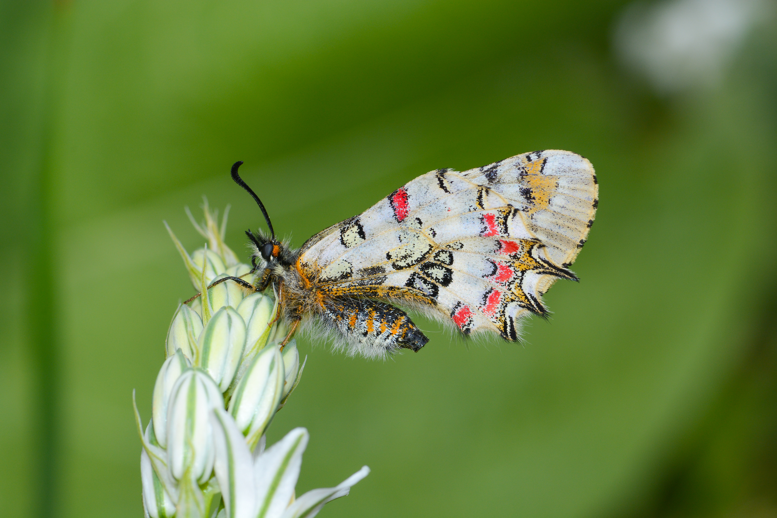 Zerynthia deyrollei (Stepfistosu) butterfly photo