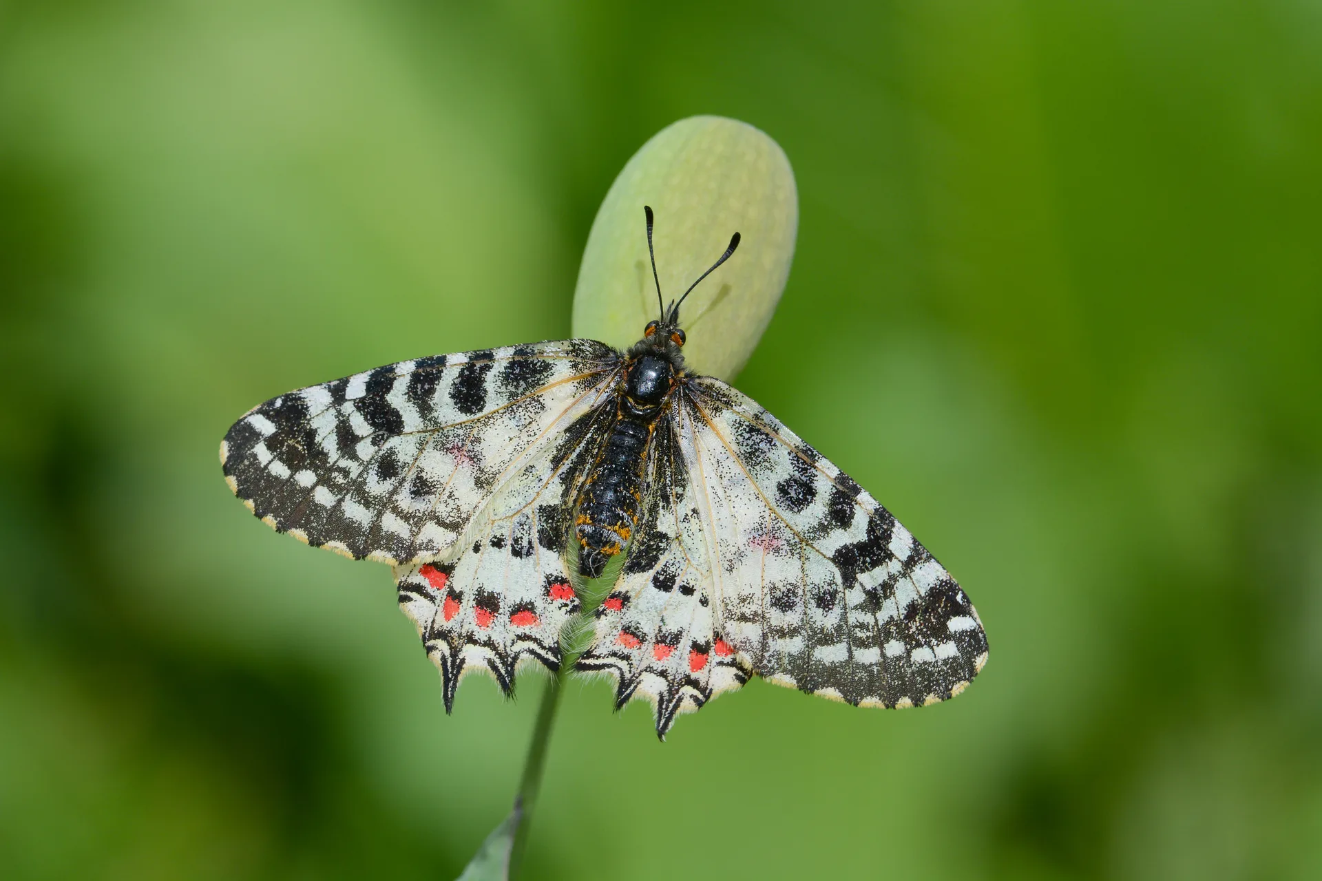 Zerynthia deyrollei (Stepfistosu) butterfly photo