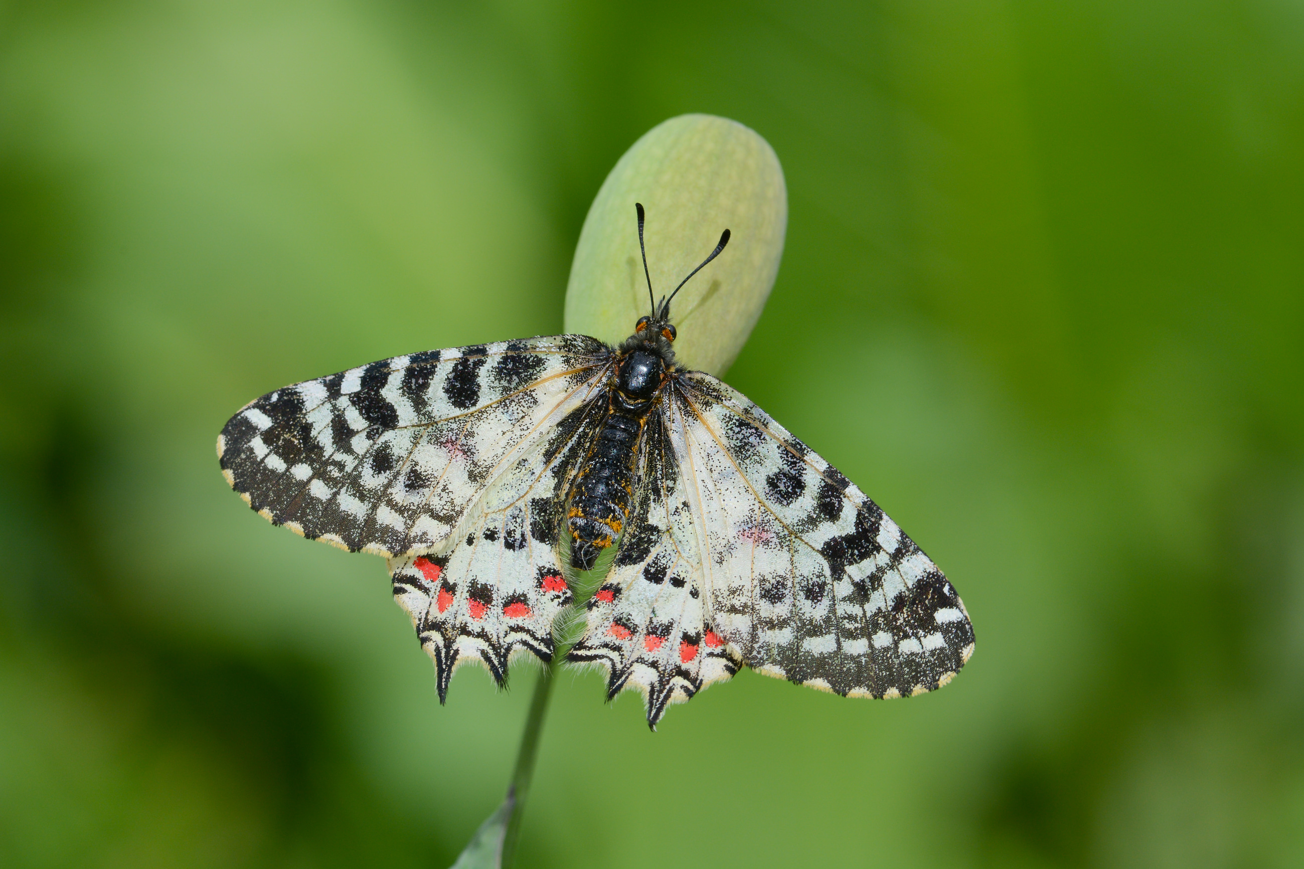 Zerynthia deyrollei (Stepfistosu) butterfly photo