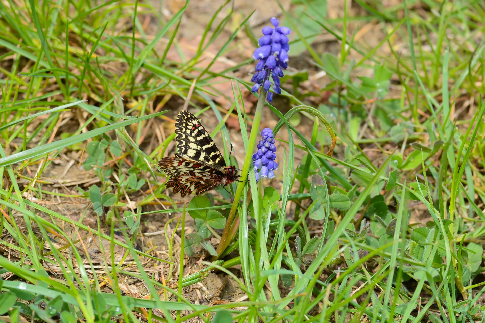 Zerynthia polyxena (Güneyfistosu) butterfly photo