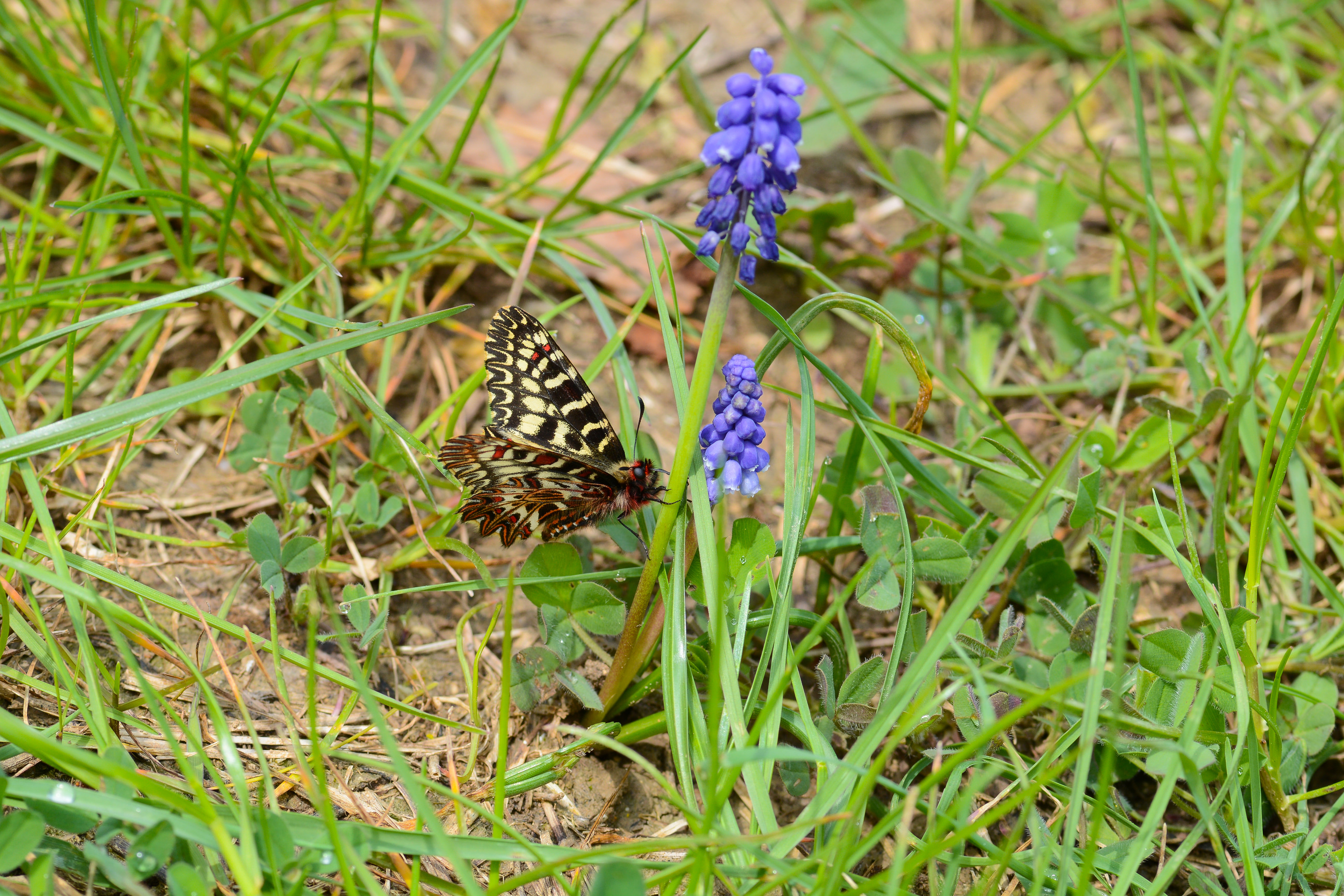Zerynthia polyxena (Güneyfistosu) butterfly photo