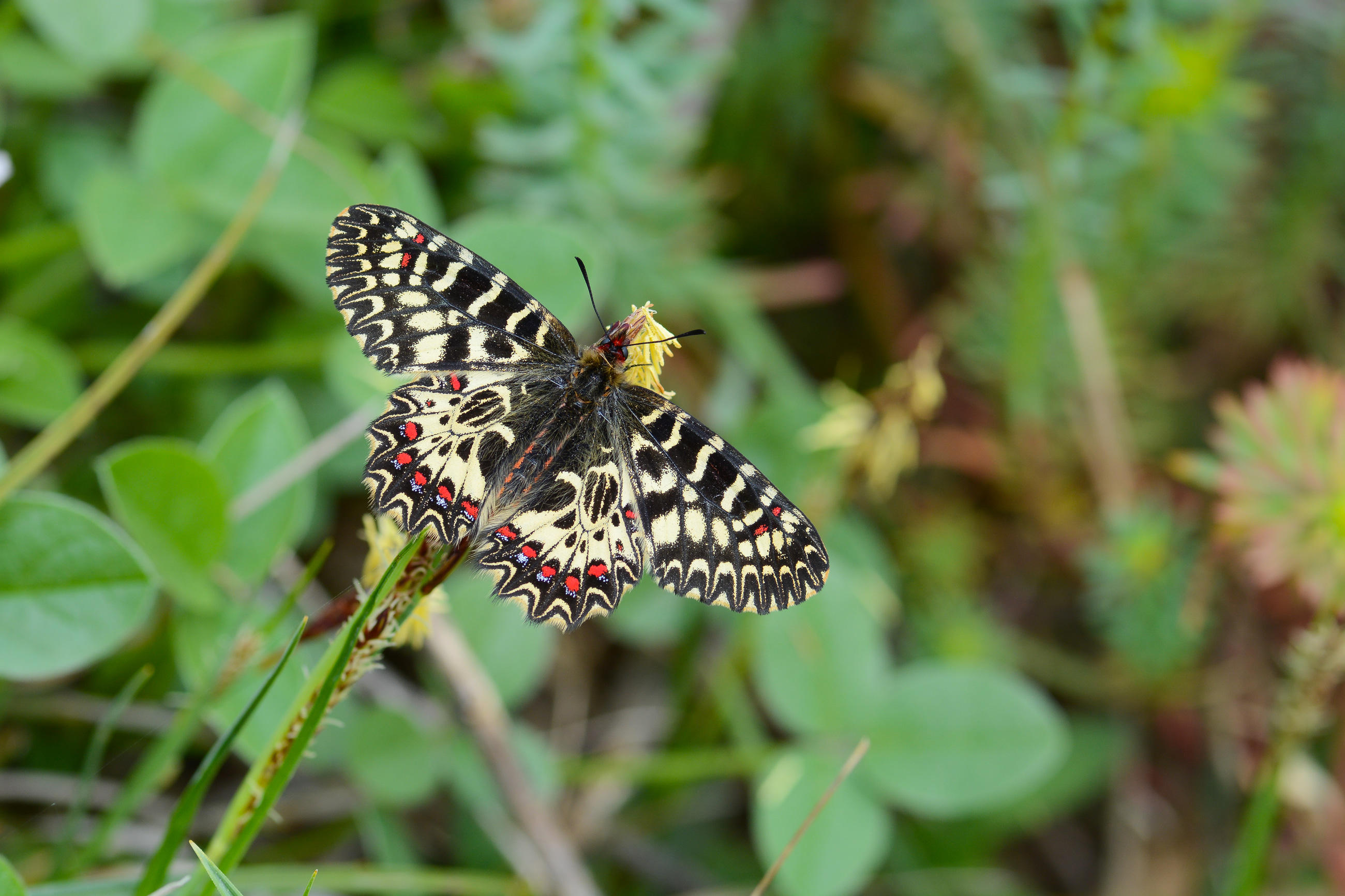 Zerynthia polyxena (Güneyfistosu) butterfly photo