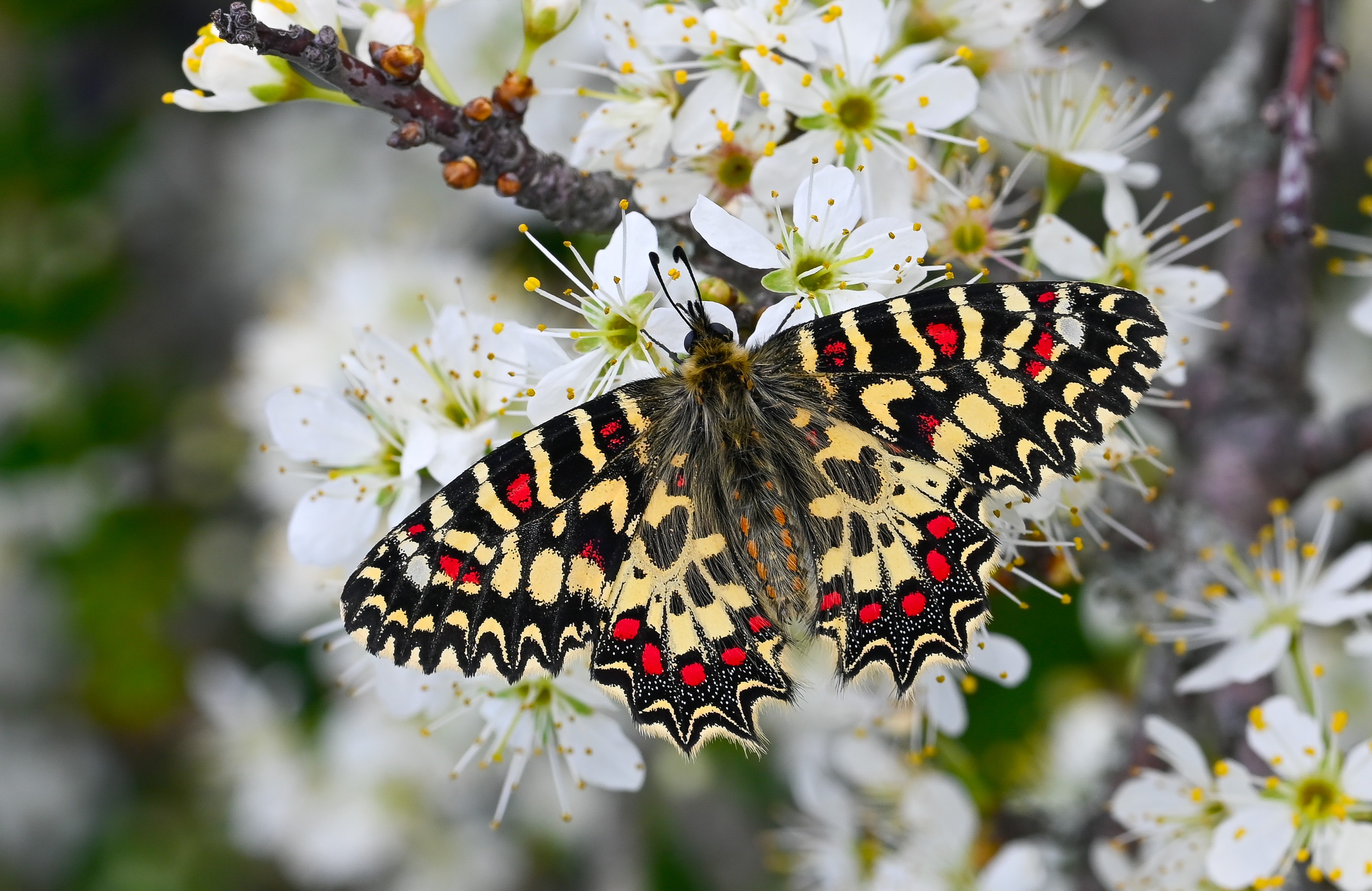 Zerynthia rumina butterfly photo