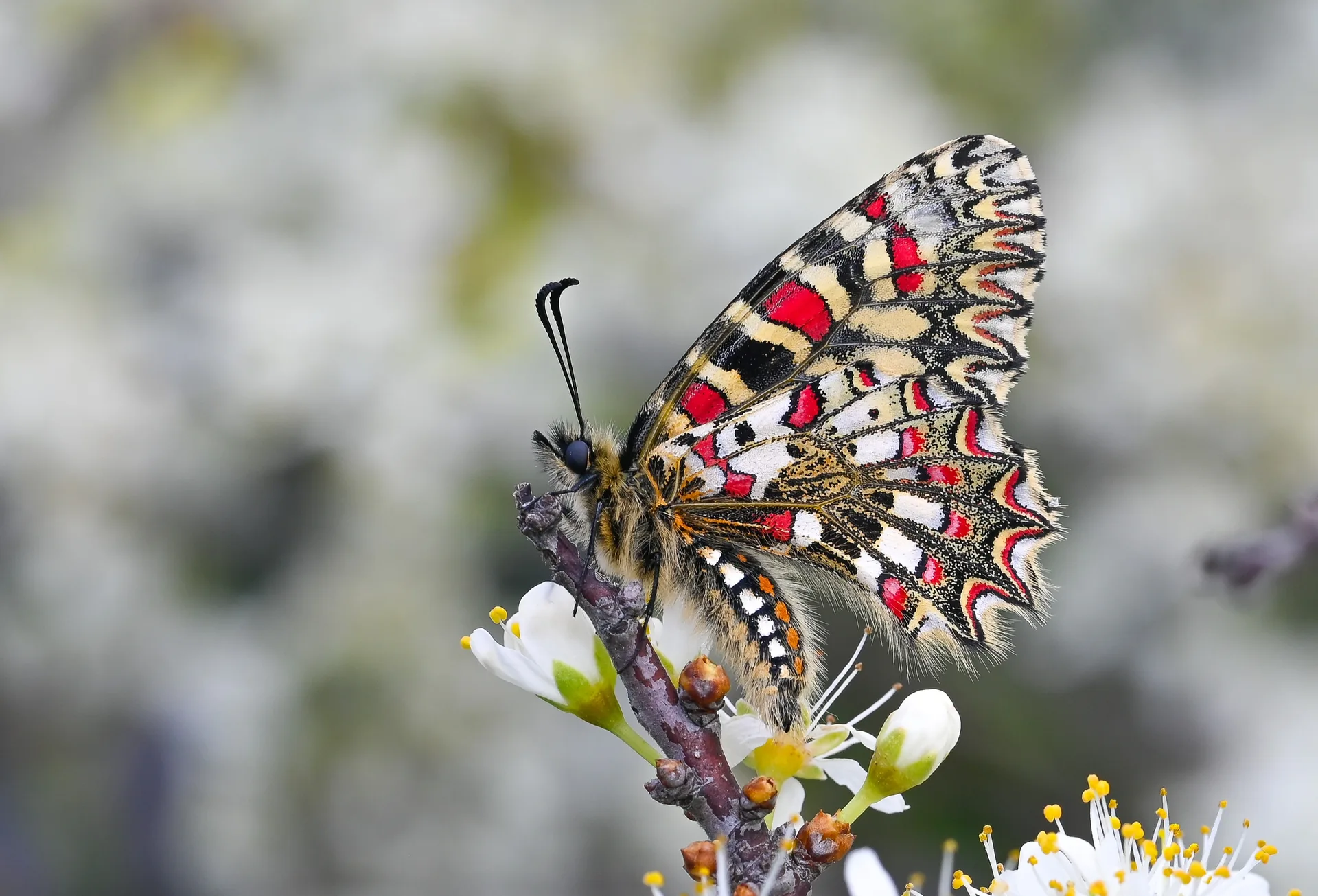 Zerynthia rumina butterfly photo