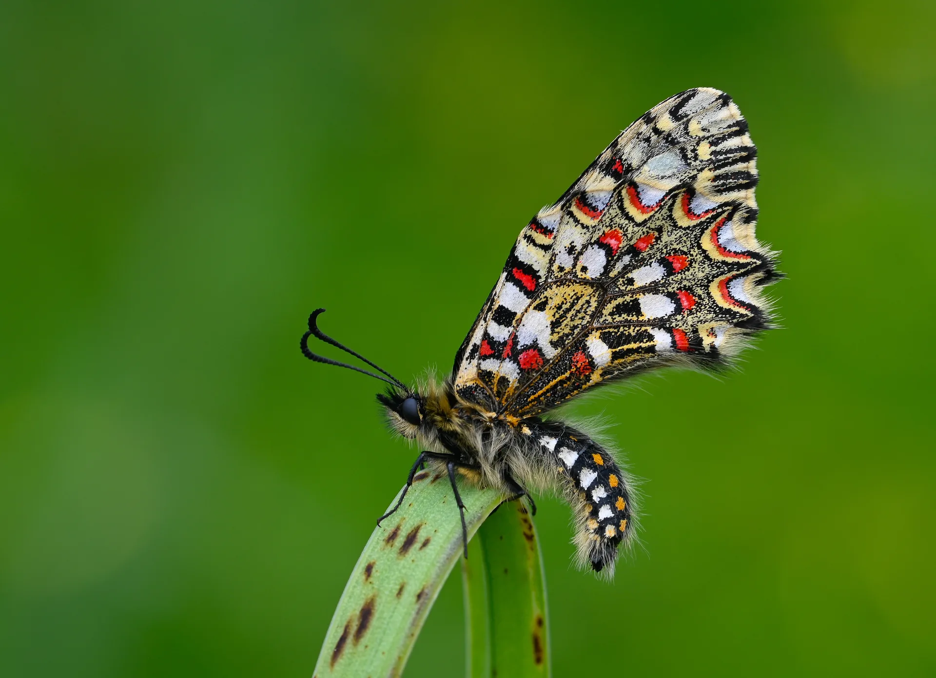 Zerynthia rumina butterfly photo