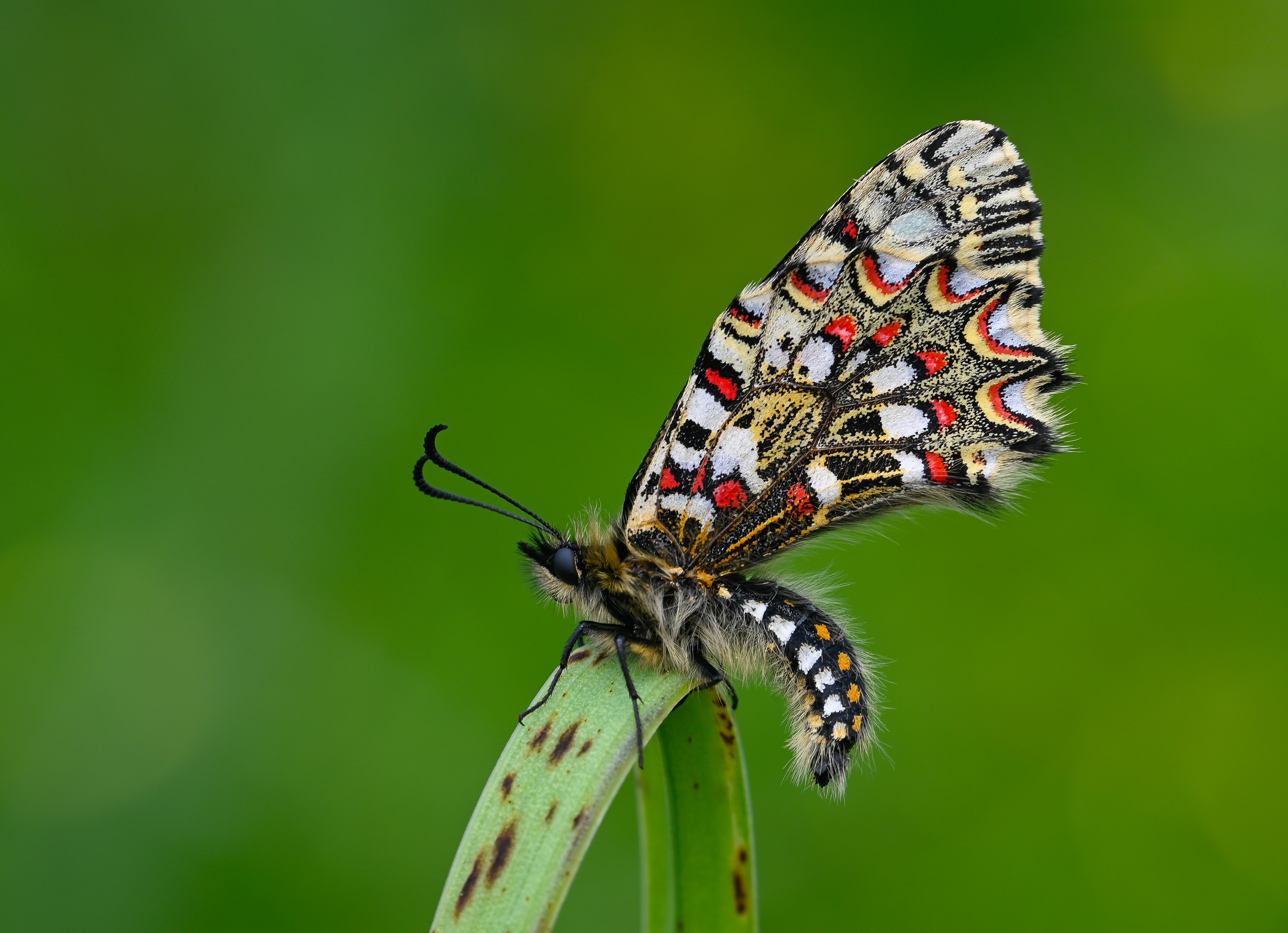 Zerynthia rumina butterfly photo