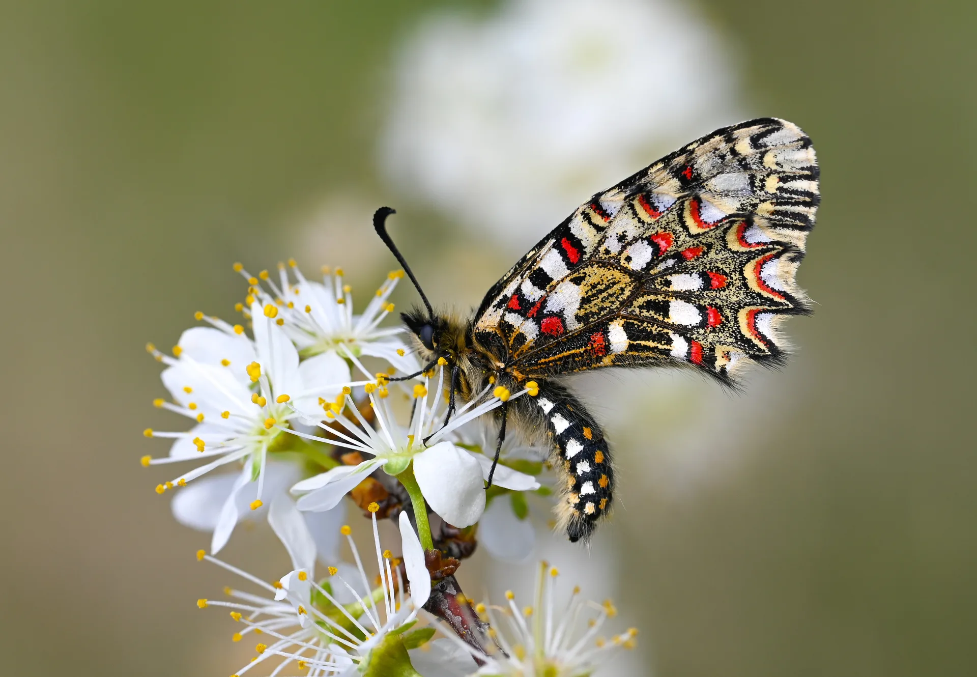 Zerynthia rumina butterfly photo