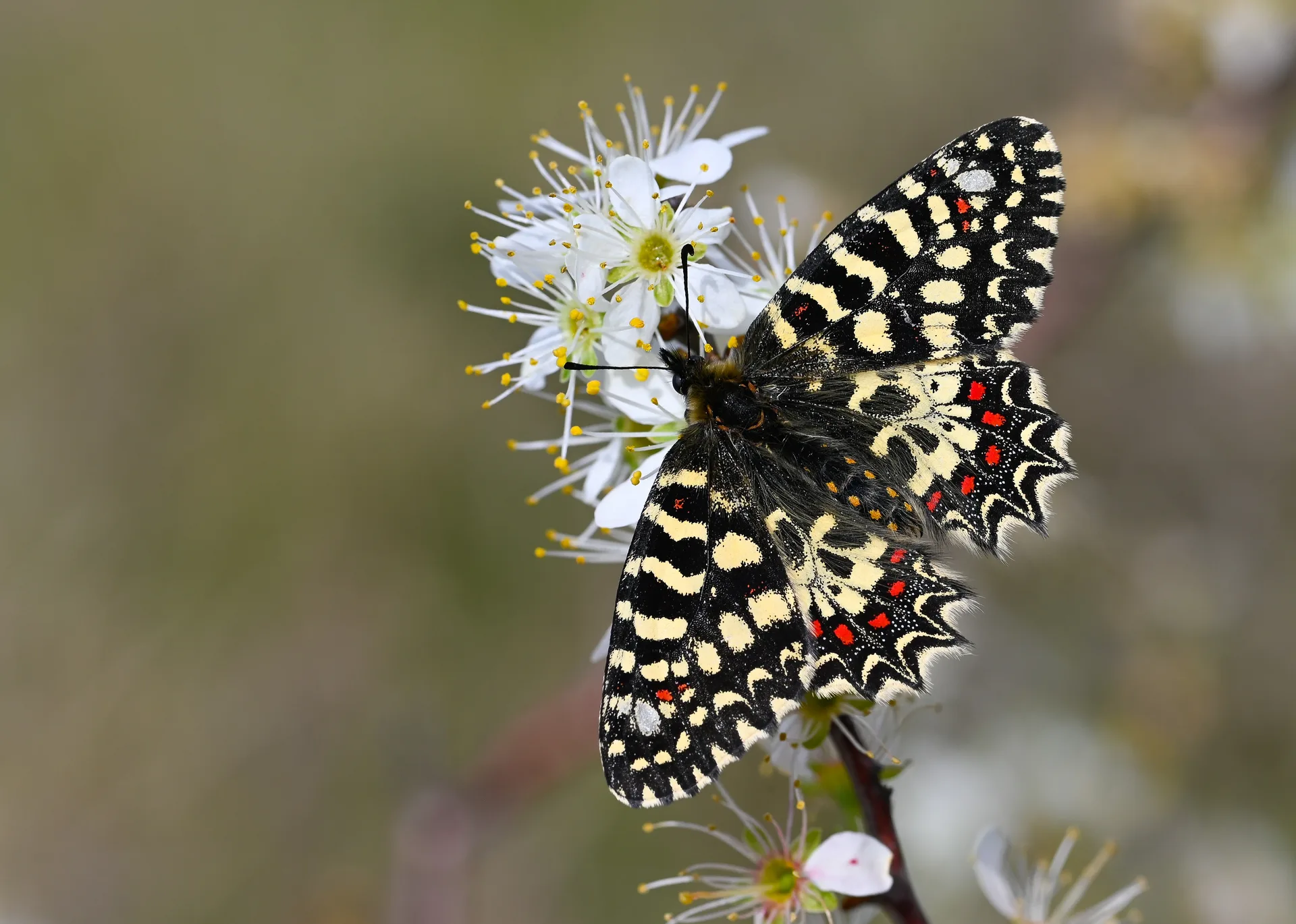 Zerynthia rumina butterfly photo