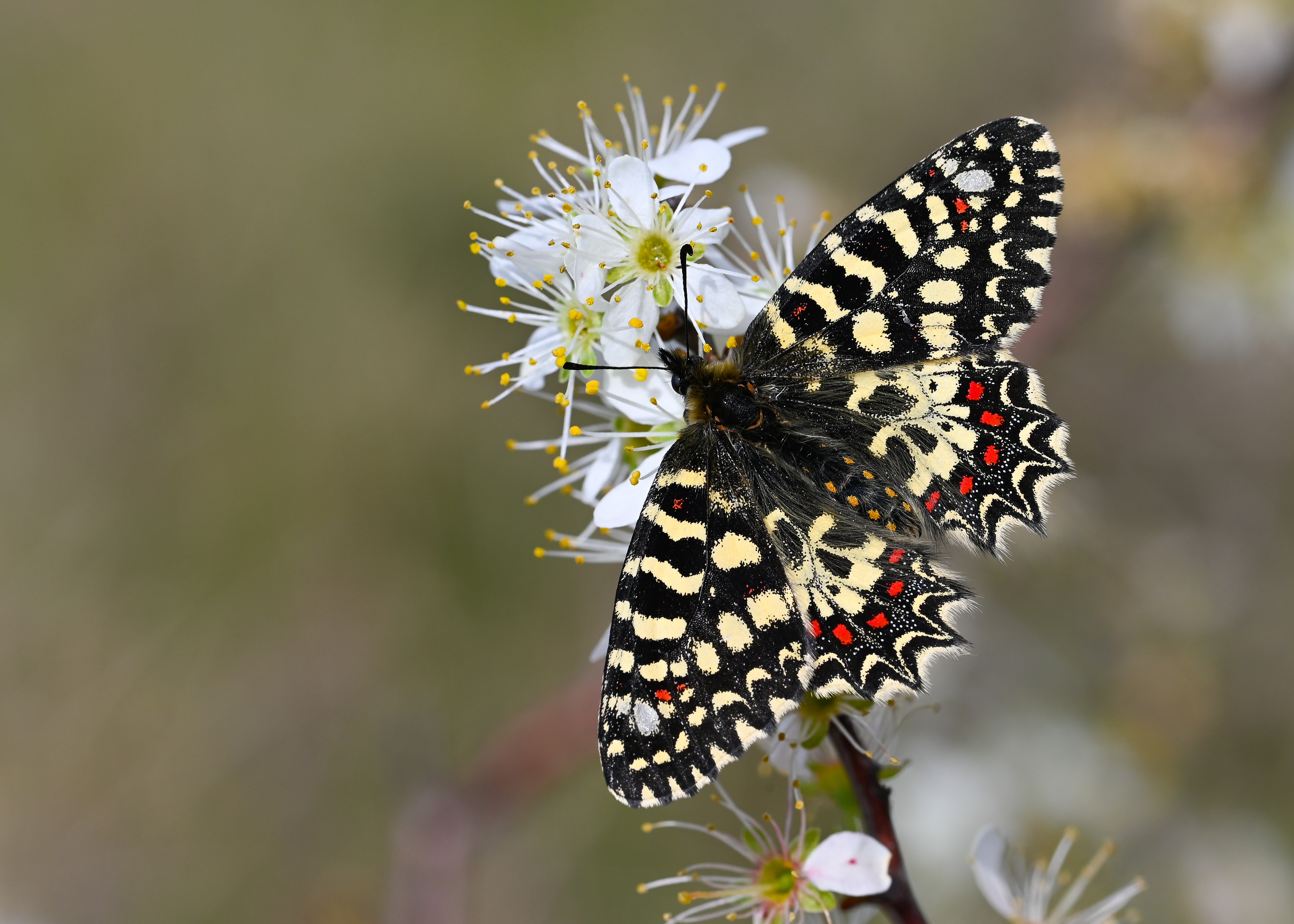Zerynthia rumina butterfly photo