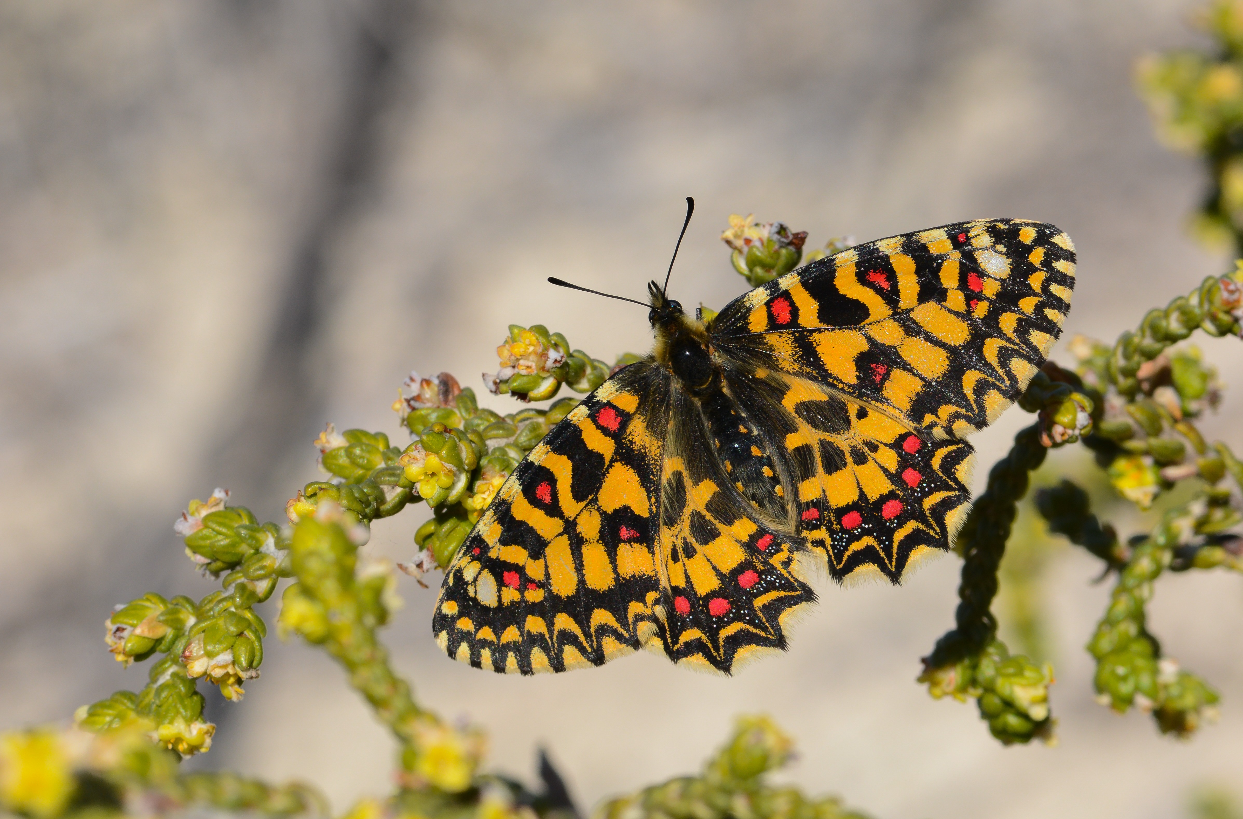 Zerynthia rumina butterfly photo