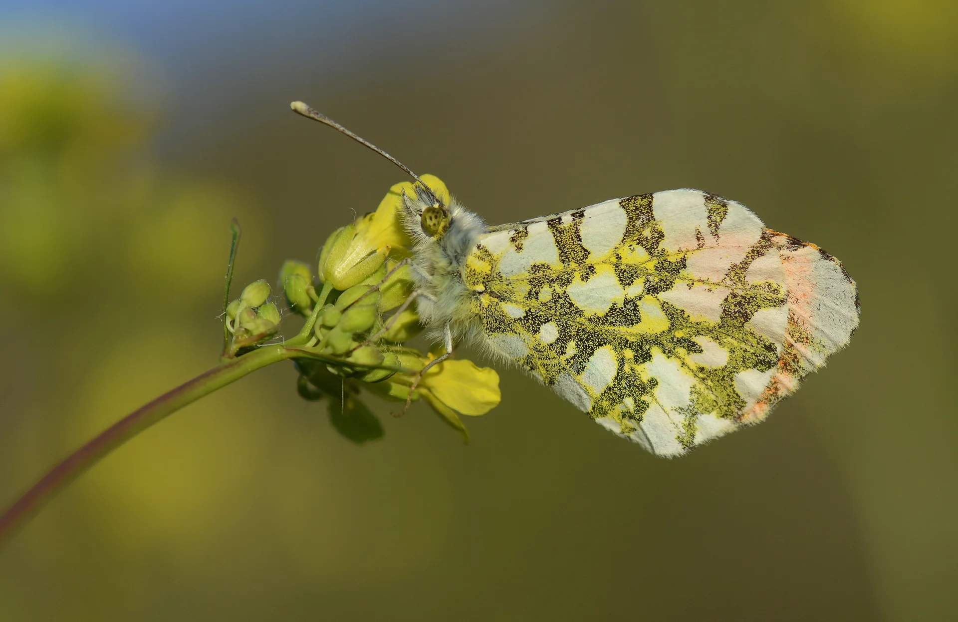Anthocharis cardamines (TuruncusÃ¼slÃ¼) butterfly photo