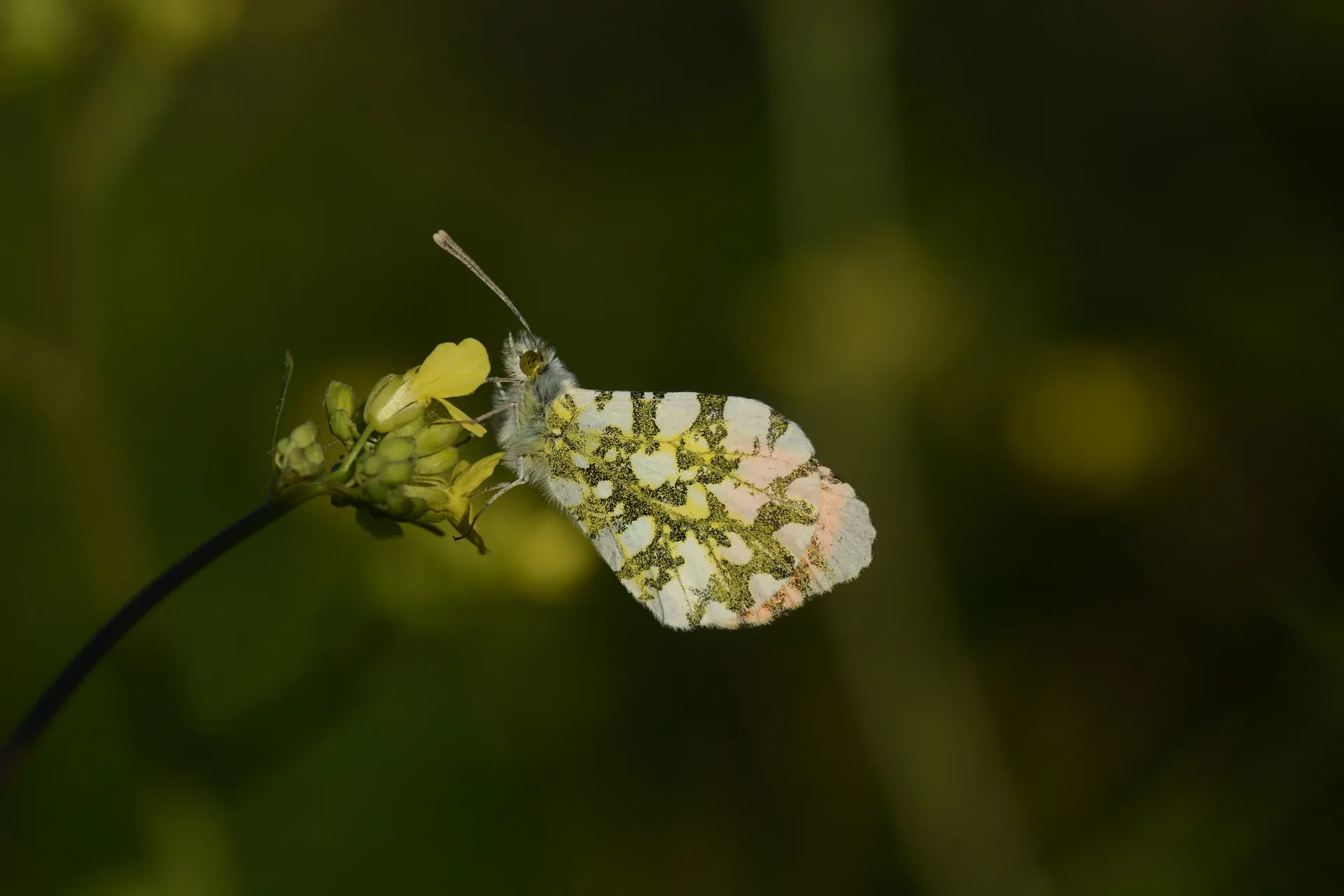 Anthocharis cardamines (TuruncusÃ¼slÃ¼) butterfly photo