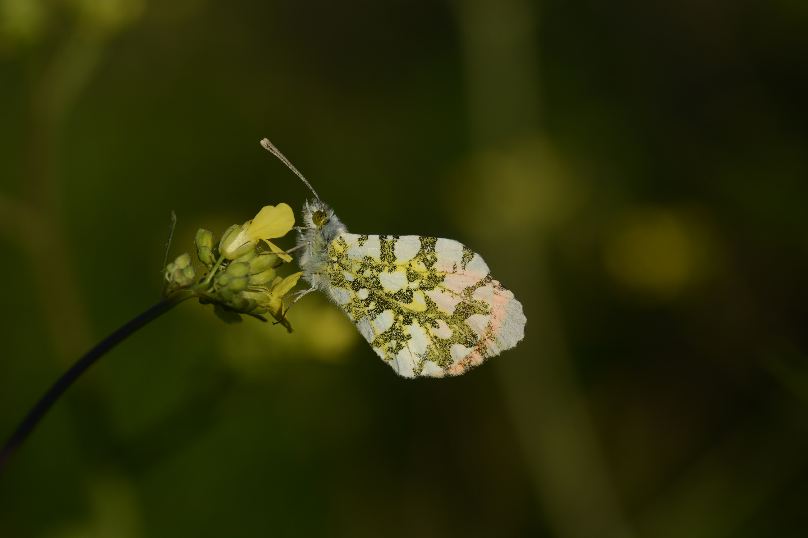Anthocharis cardamines (Turuncusüslü) butterfly photo
