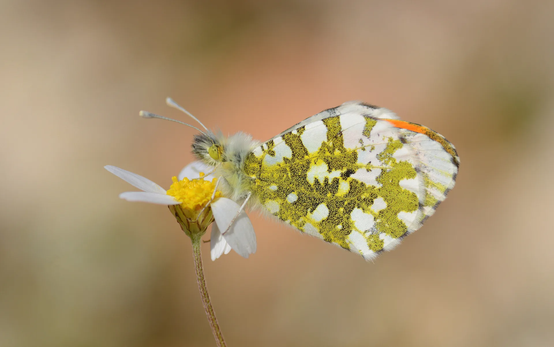 Anthocharis cardamines (TuruncusÃ¼slÃ¼) butterfly photo