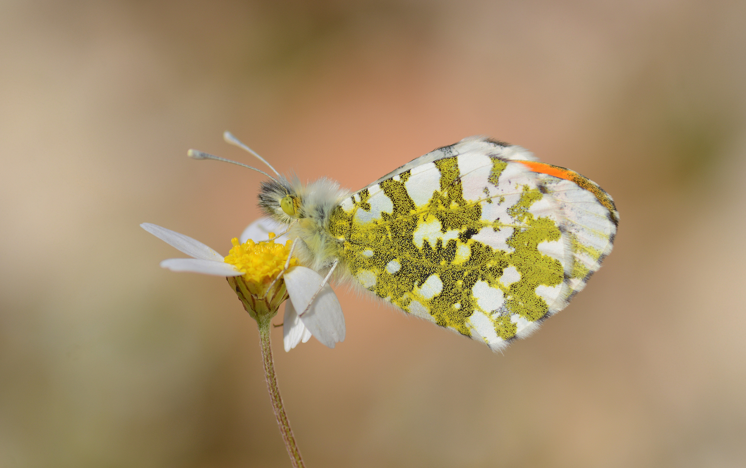Anthocharis cardamines (Turuncusüslü) butterfly photo