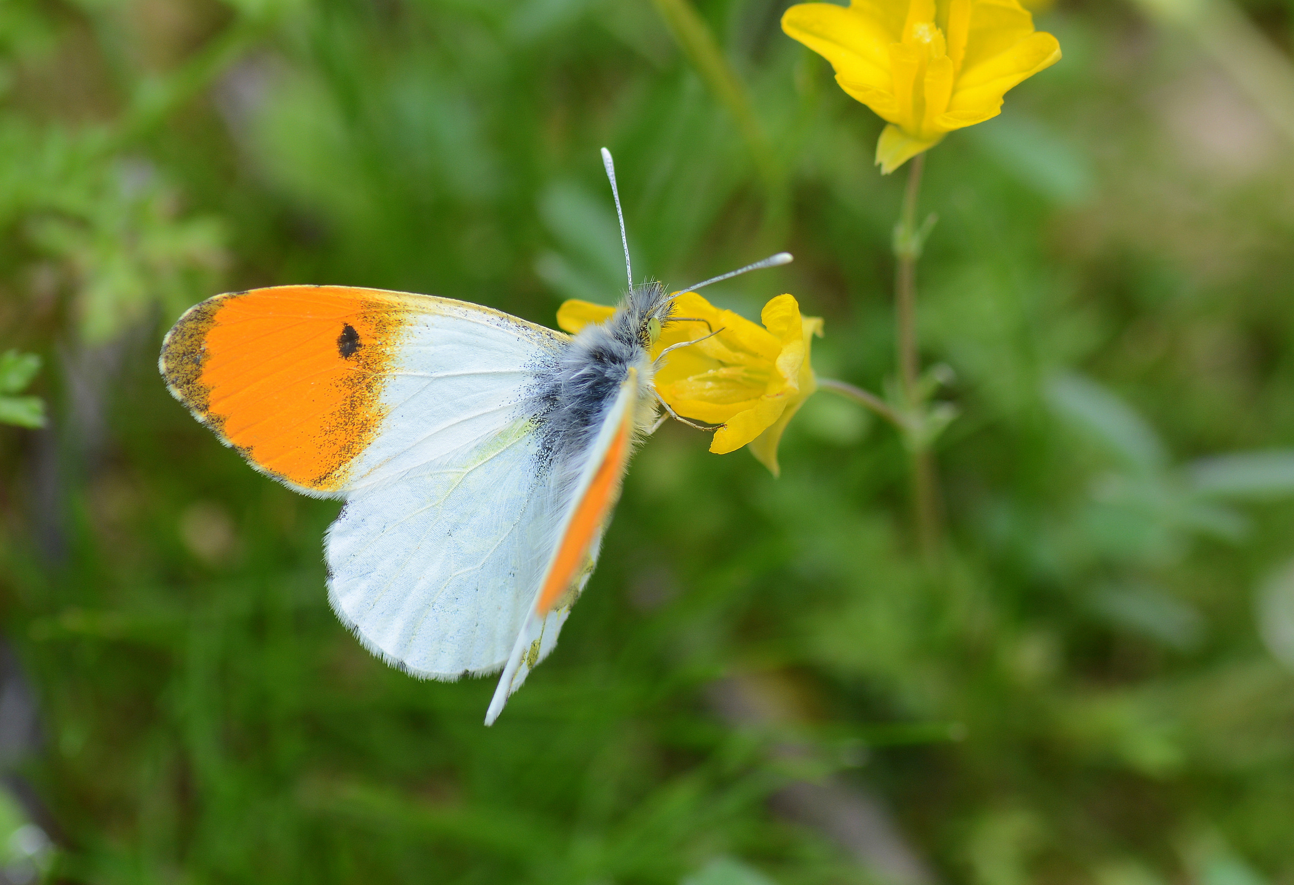 Anthocharis cardamines (Turuncusüslü) butterfly photo