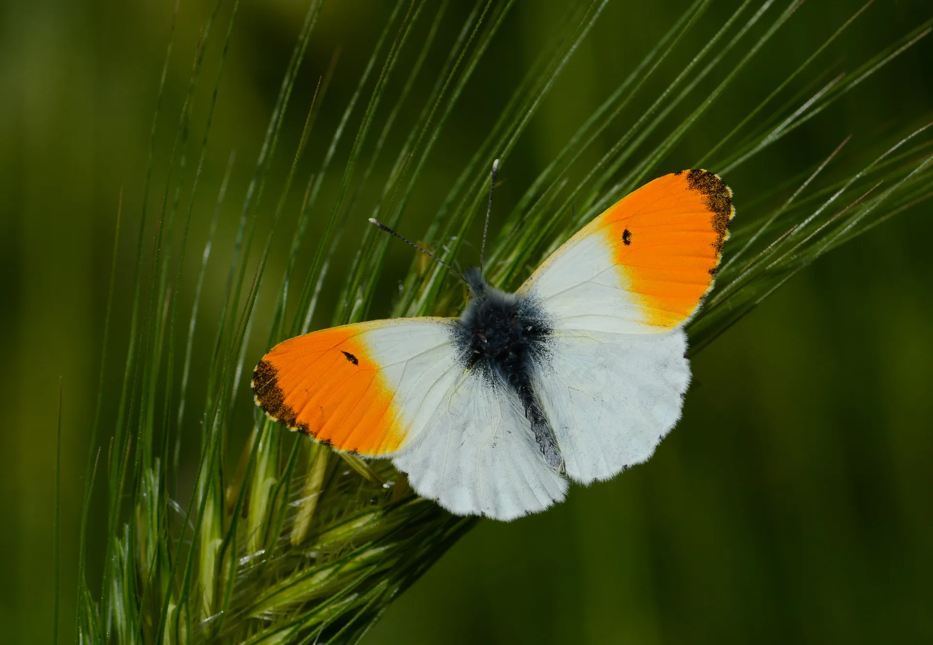 Anthocharis cardamines (Turuncusüslü) butterfly photo