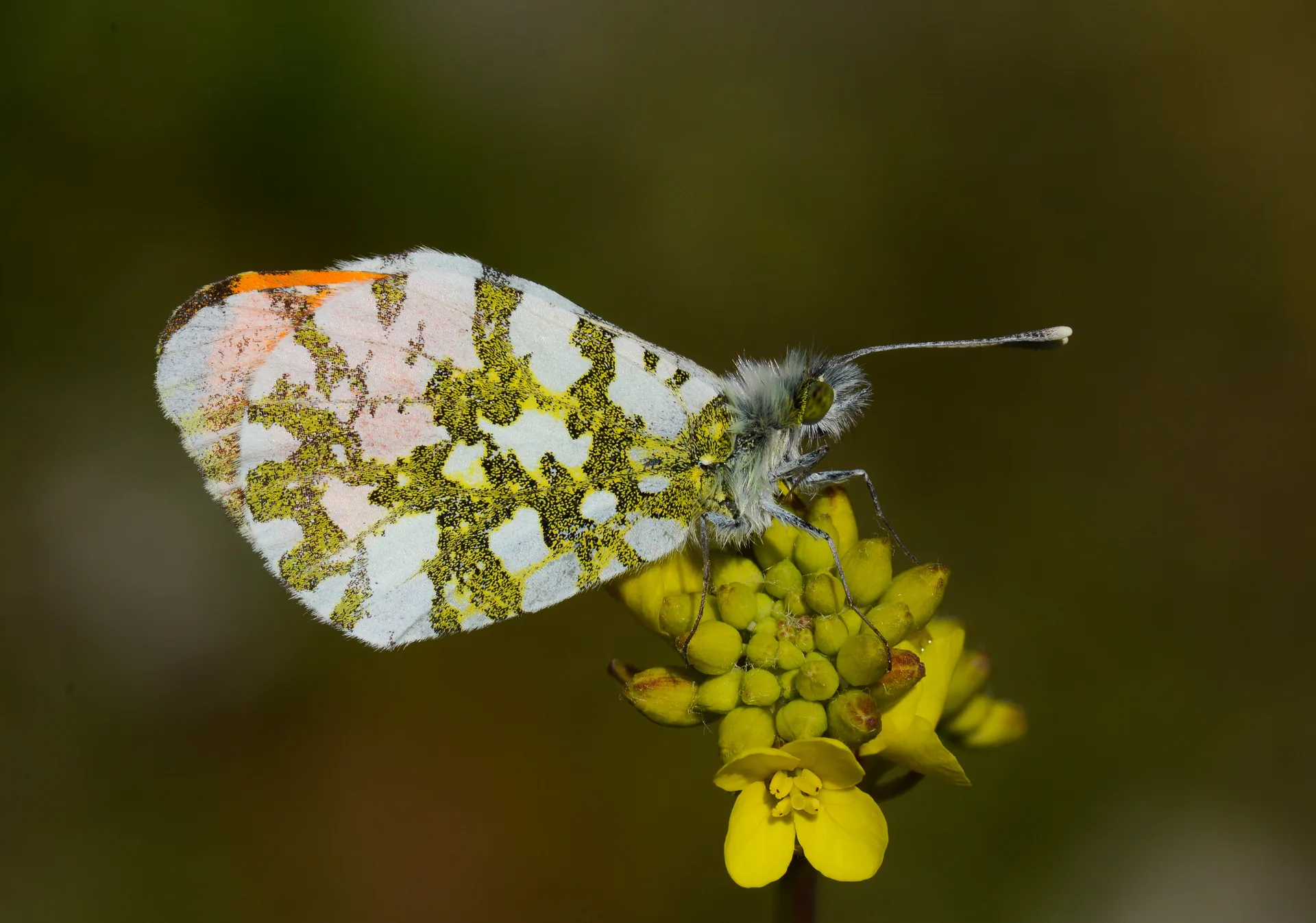 Anthocharis cardamines (TuruncusÃ¼slÃ¼) butterfly photo