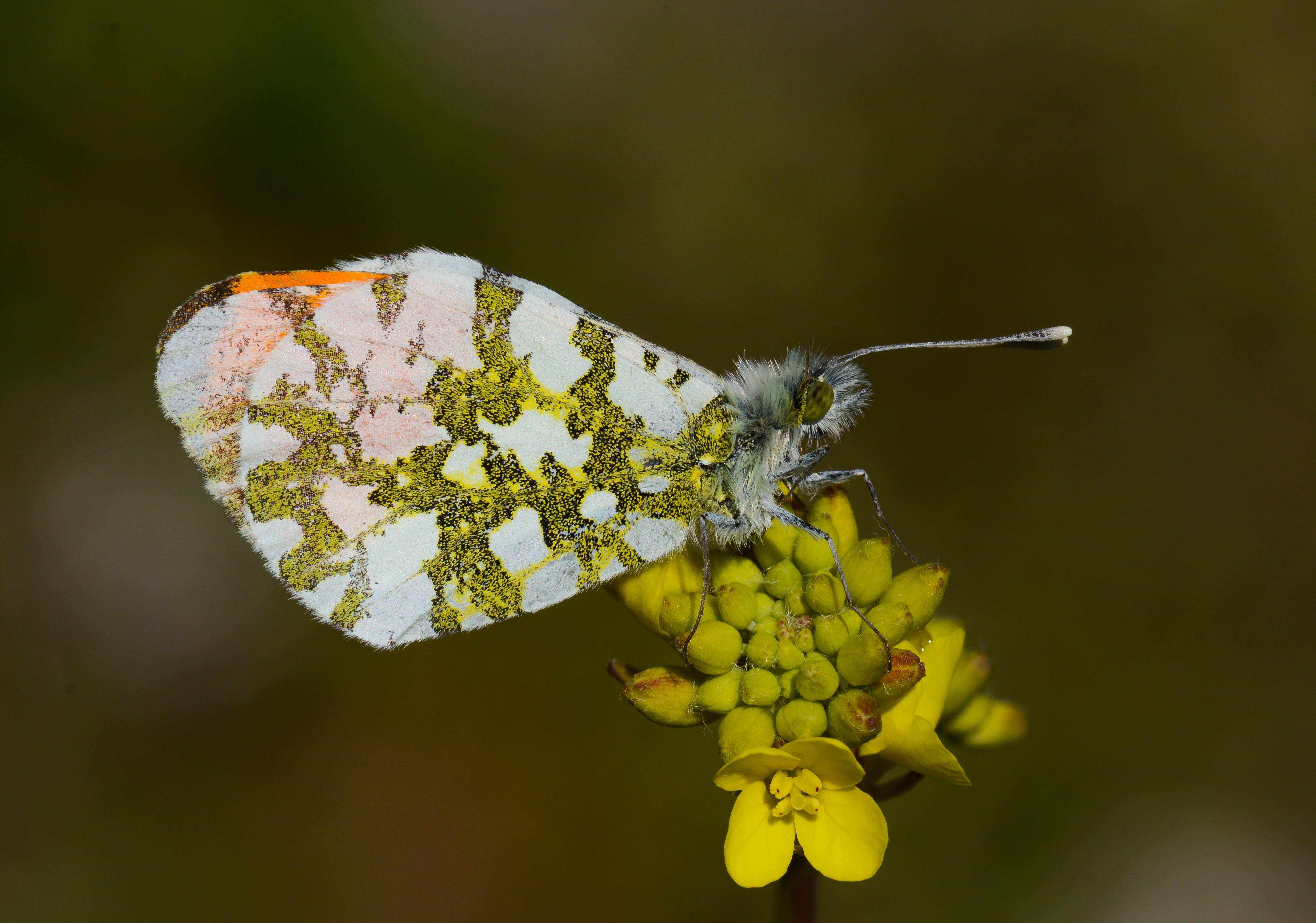 Anthocharis cardamines (Turuncusüslü) butterfly photo