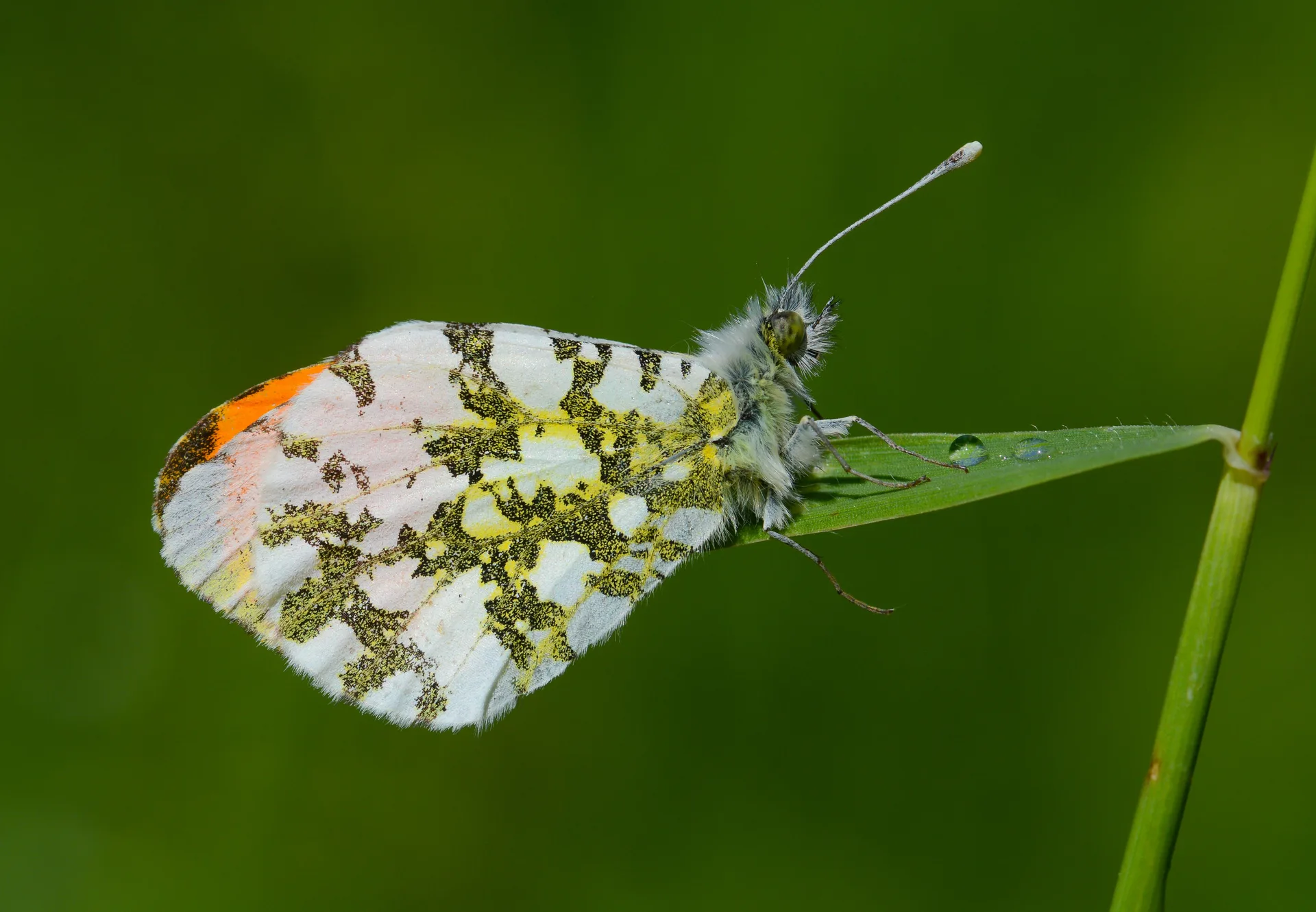 Anthocharis cardamines (TuruncusÃ¼slÃ¼) butterfly photo