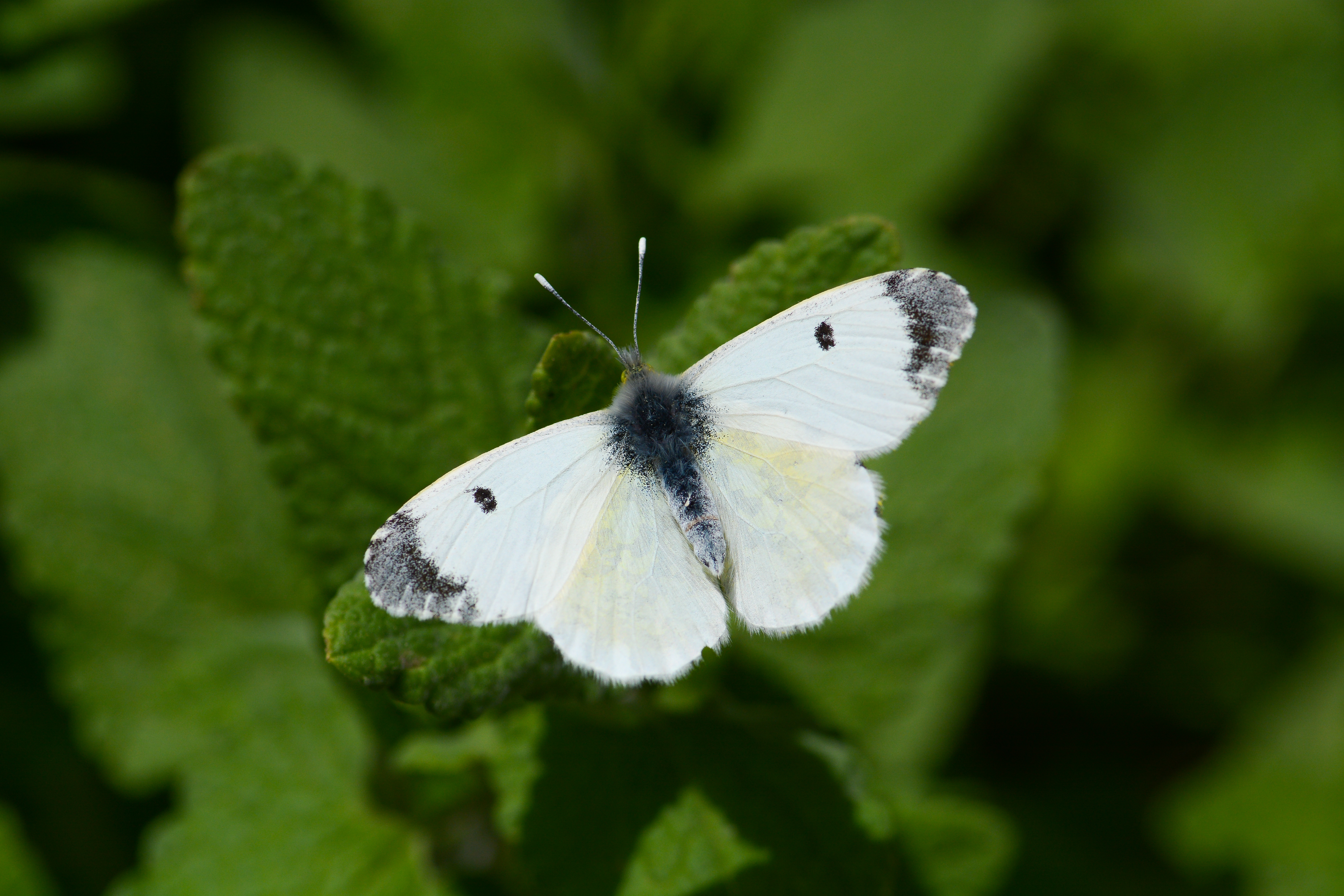 Anthocharis cardamines (Turuncusüslü) butterfly photo