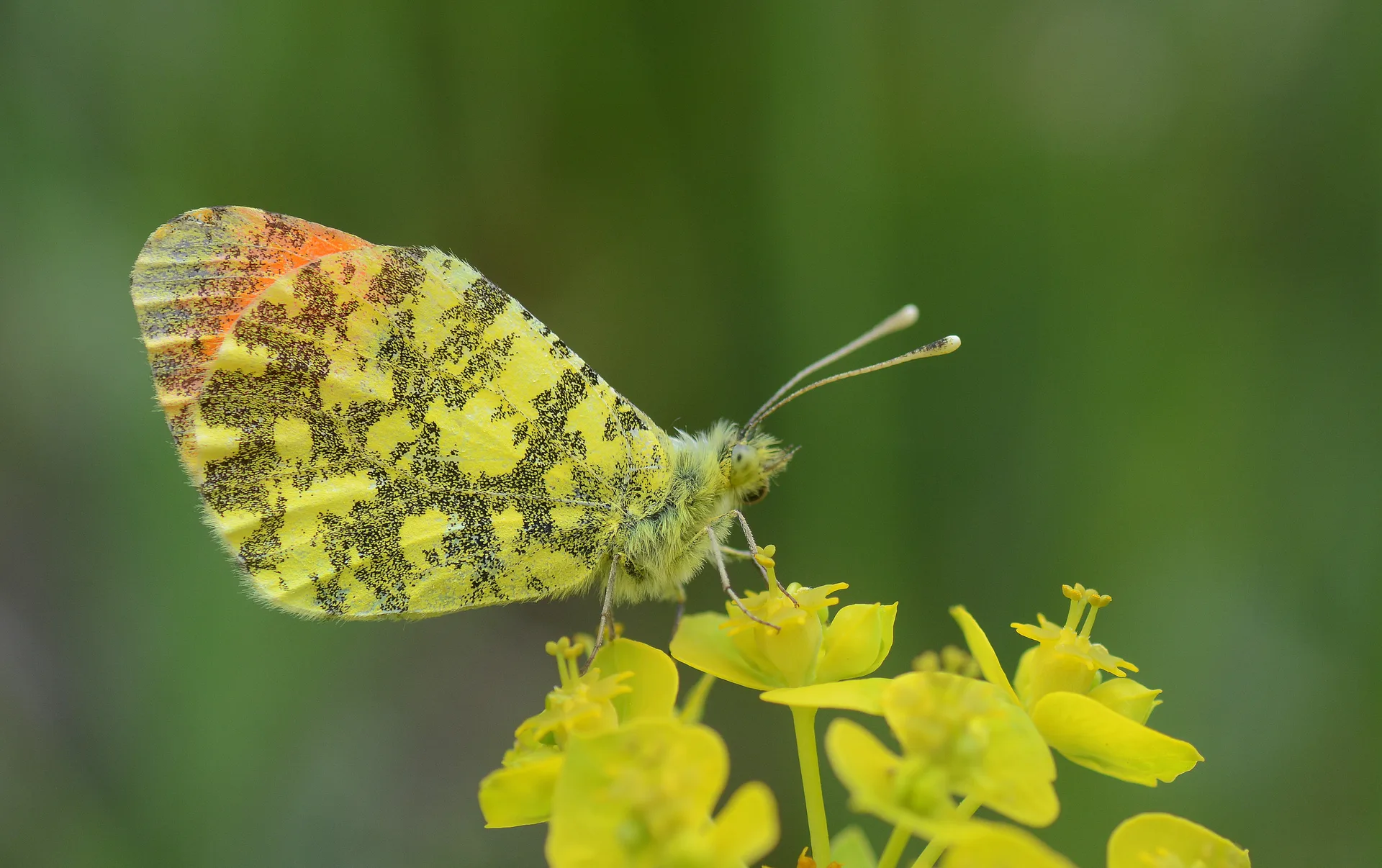 Anthocharis damone (Süslüdamone) butterfly photo