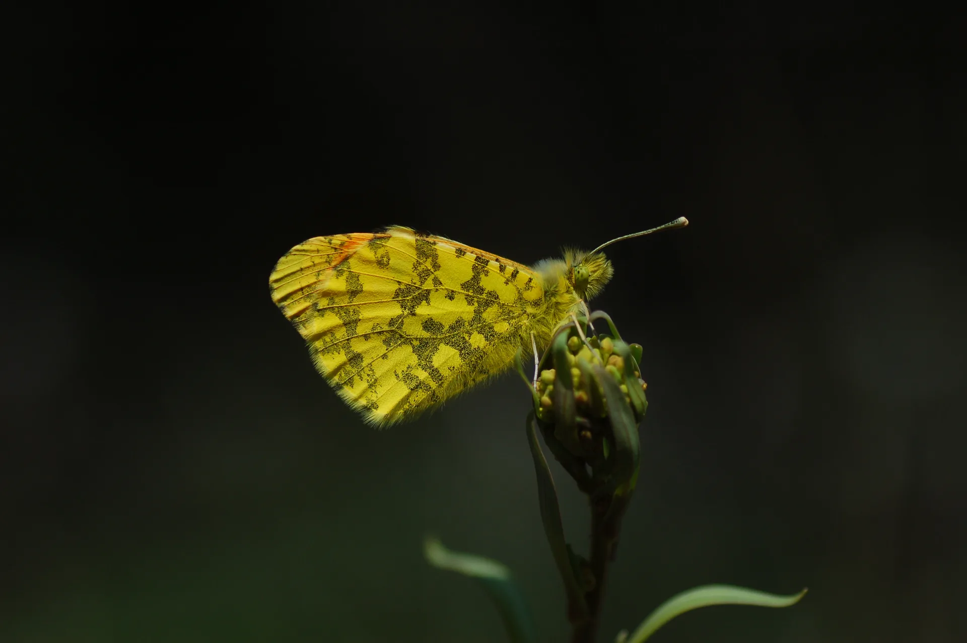 Anthocharis damone (SÃ¼slÃ¼damone) butterfly photo