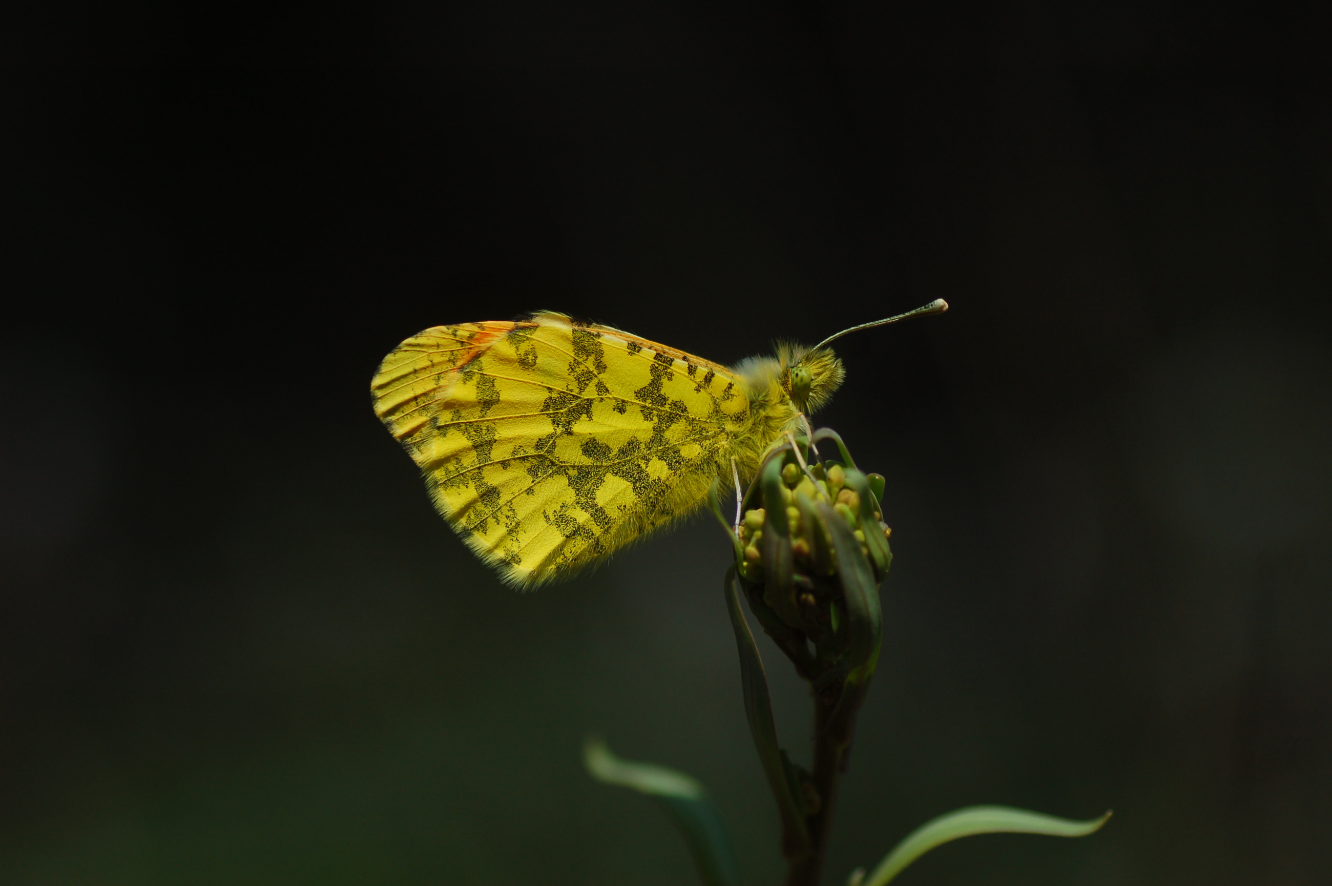 Anthocharis damone (Süslüdamone) butterfly photo