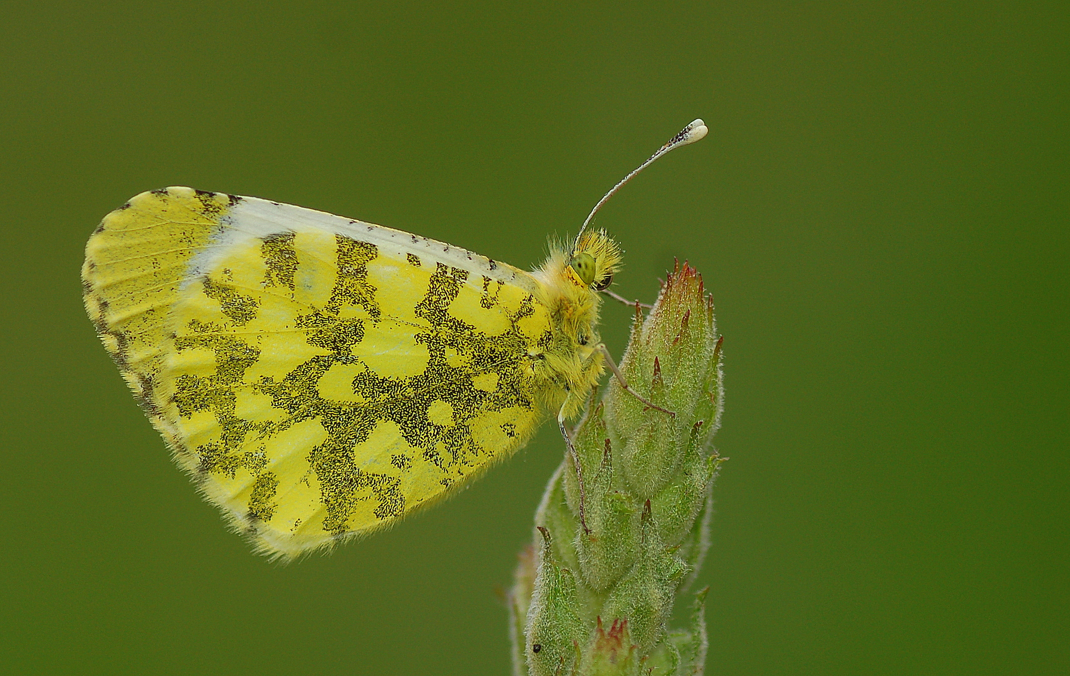 Anthocharis damone (Süslüdamone) butterfly photo