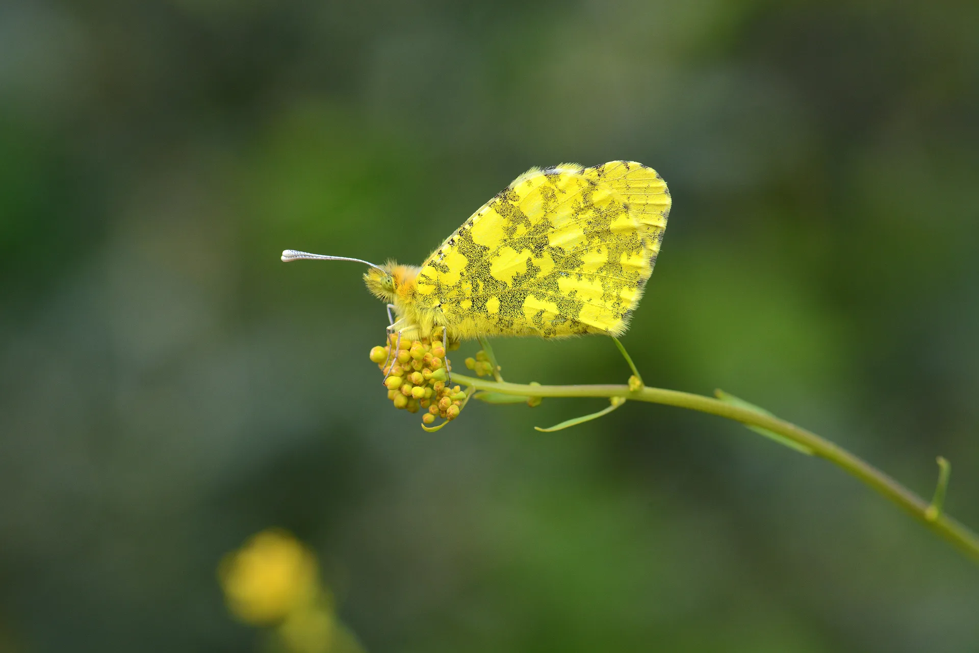 Anthocharis damone (SÃ¼slÃ¼damone) butterfly photo