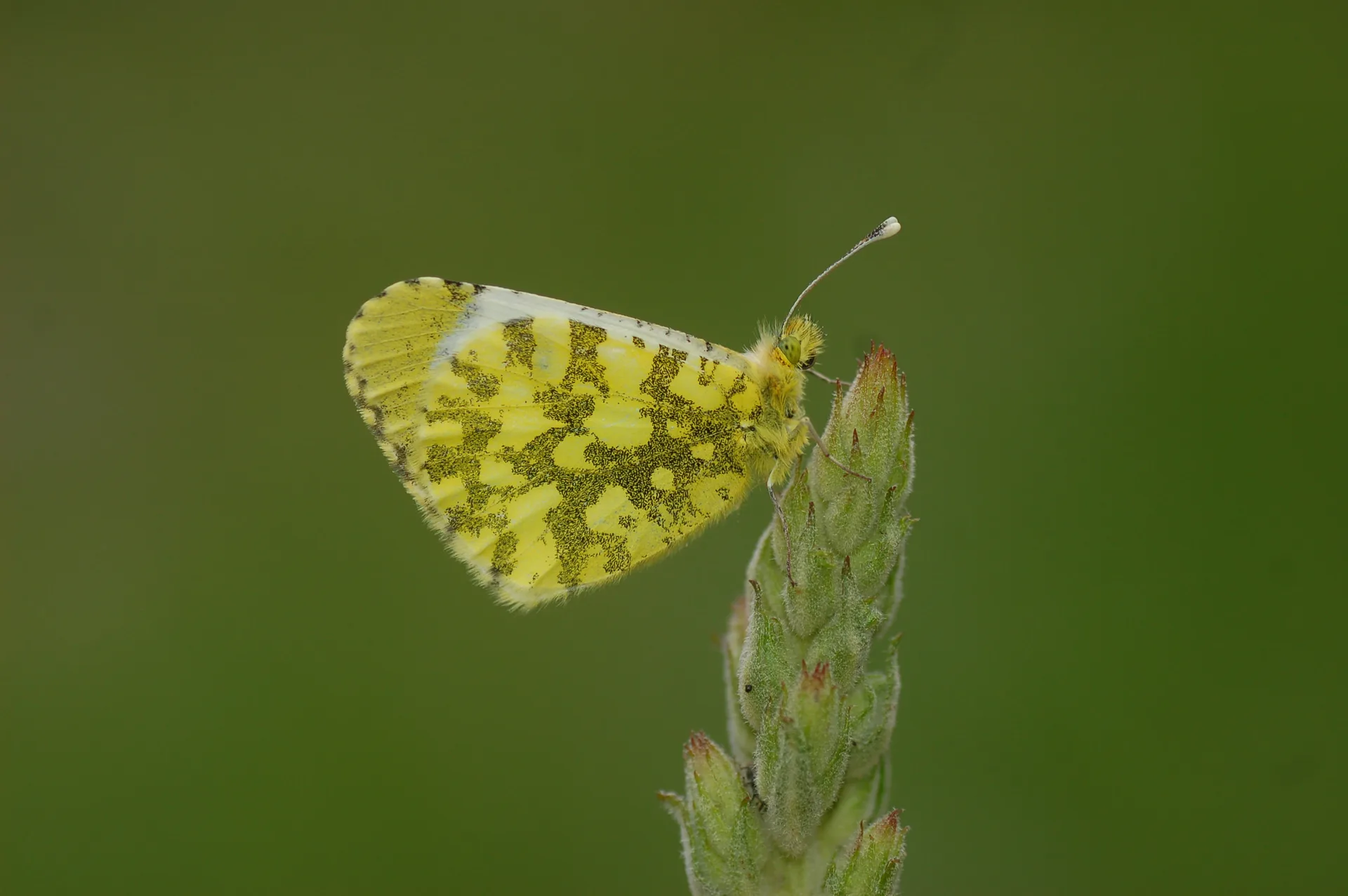 Anthocharis damone (SÃ¼slÃ¼damone) butterfly photo