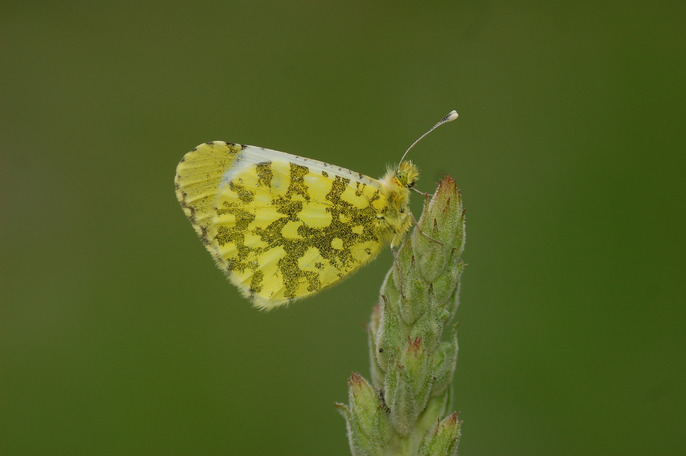 Anthocharis damone (Süslüdamone) butterfly photo
