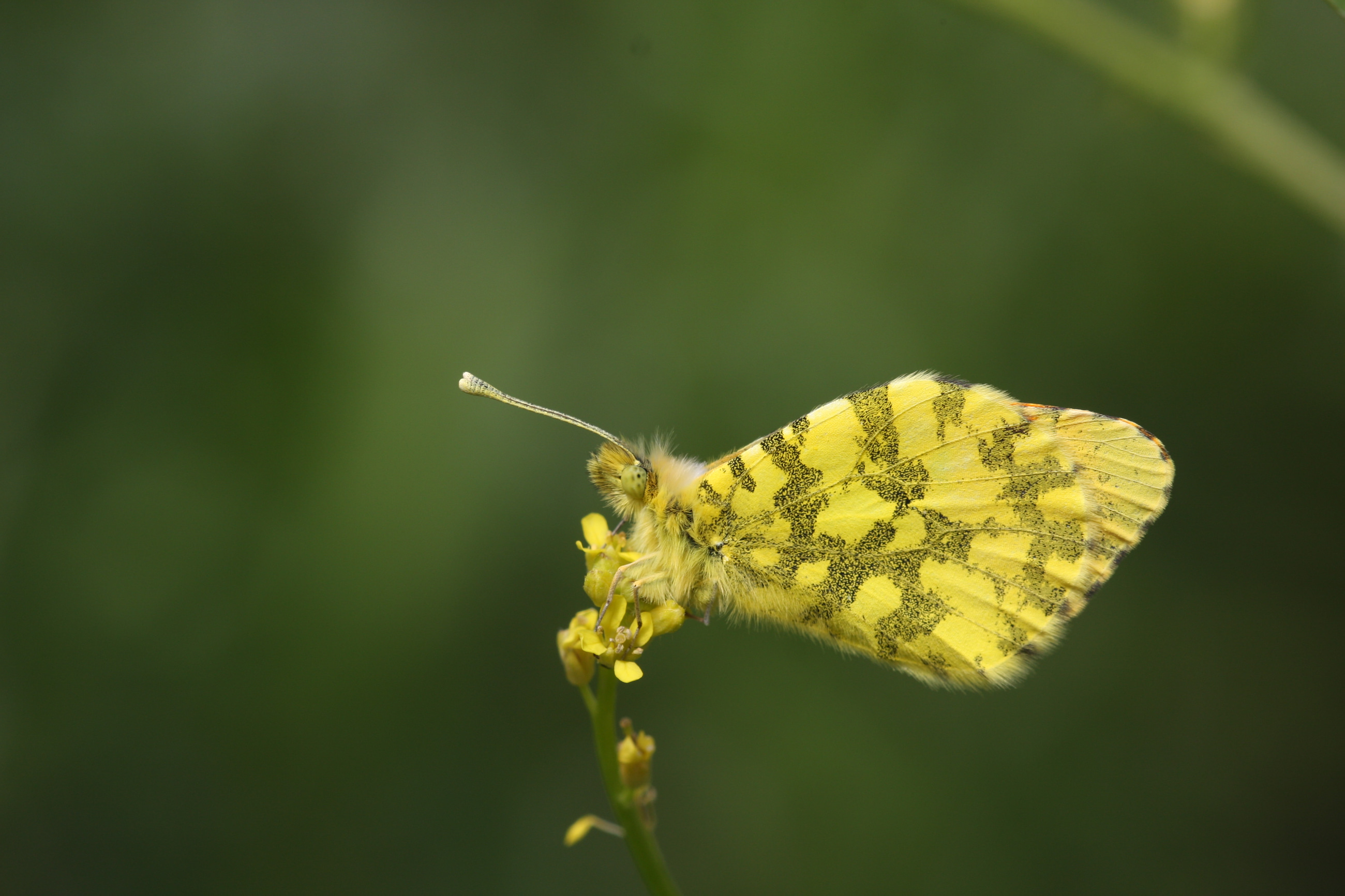 Anthocharis damone (Süslüdamone) butterfly photo