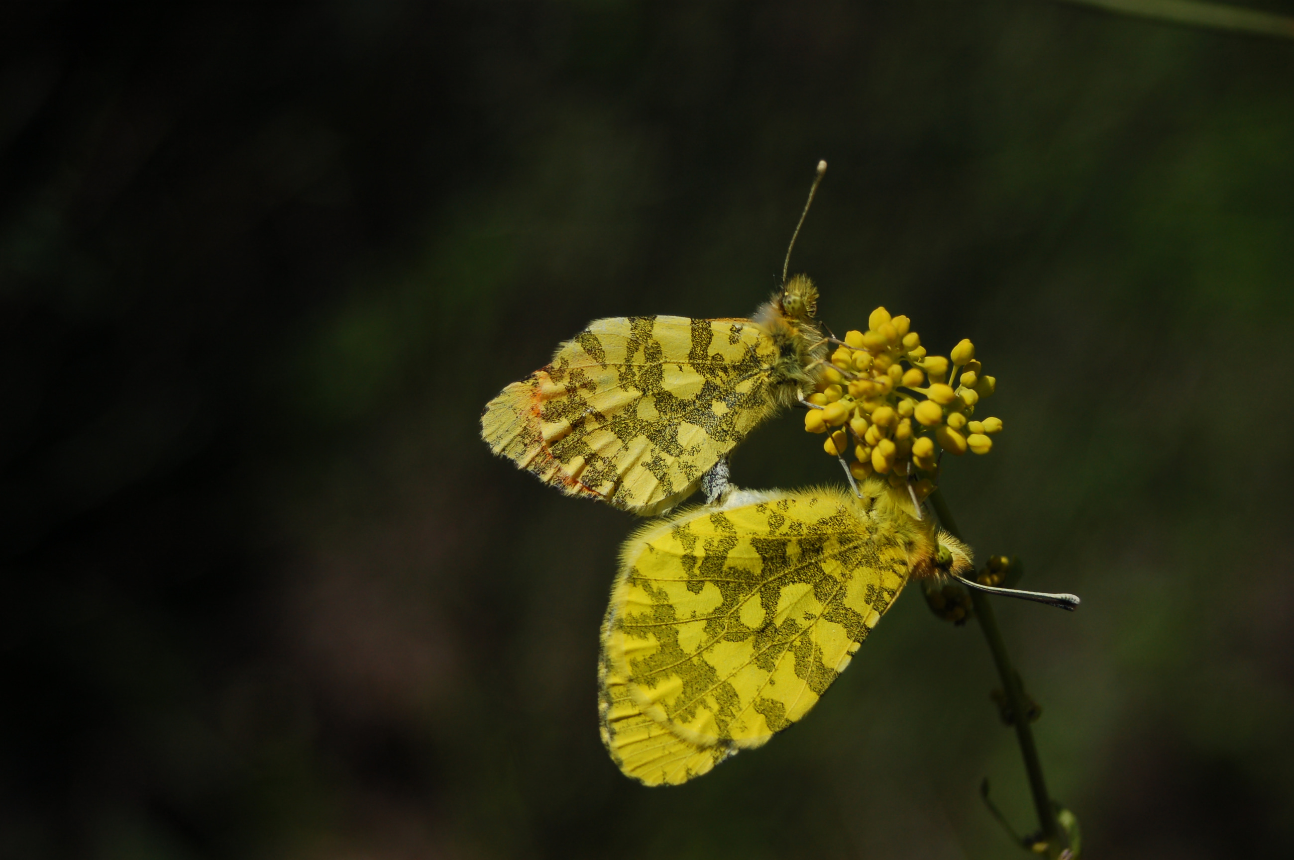Anthocharis damone (Süslüdamone) butterfly photo