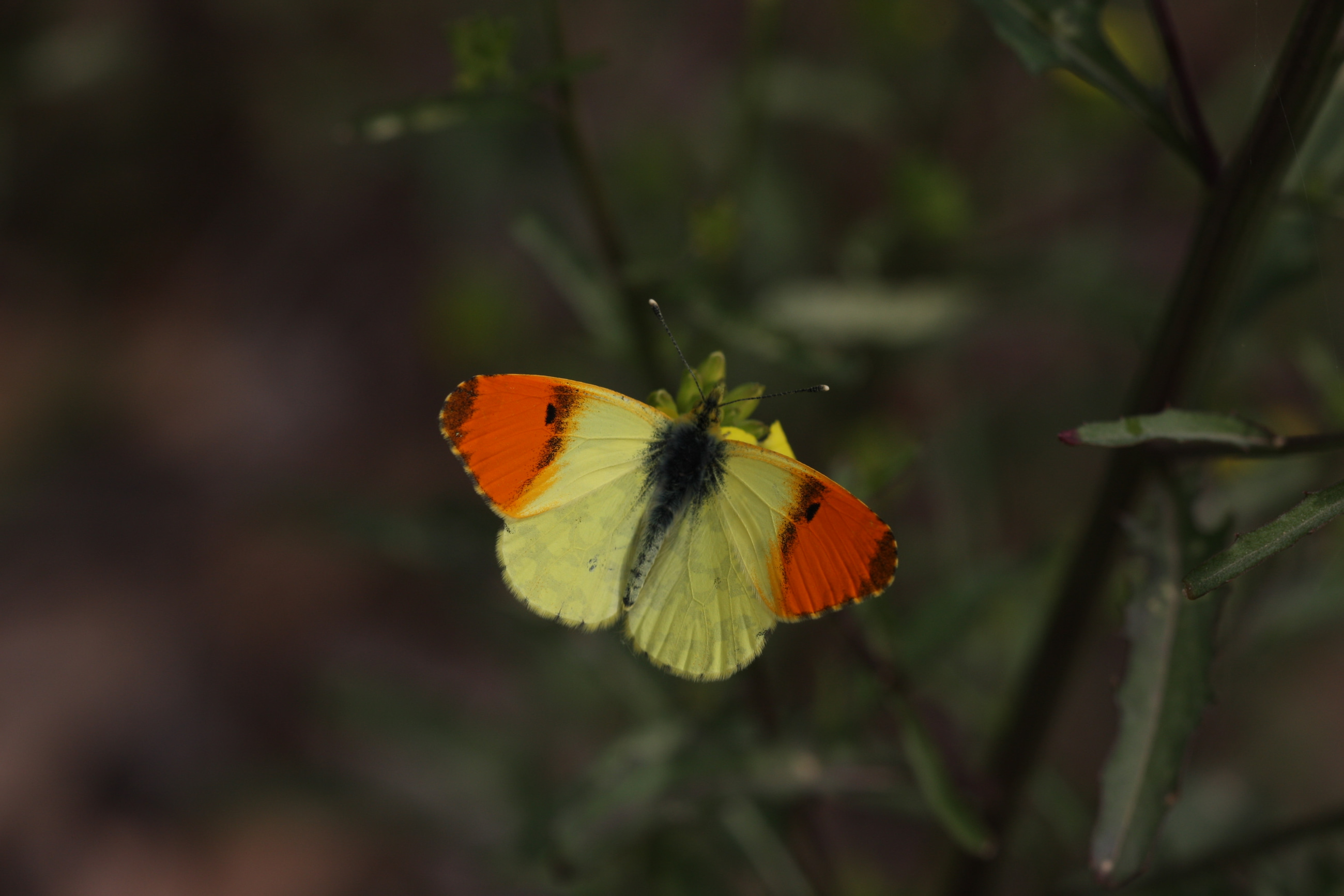 Anthocharis damone (Süslüdamone) butterfly photo