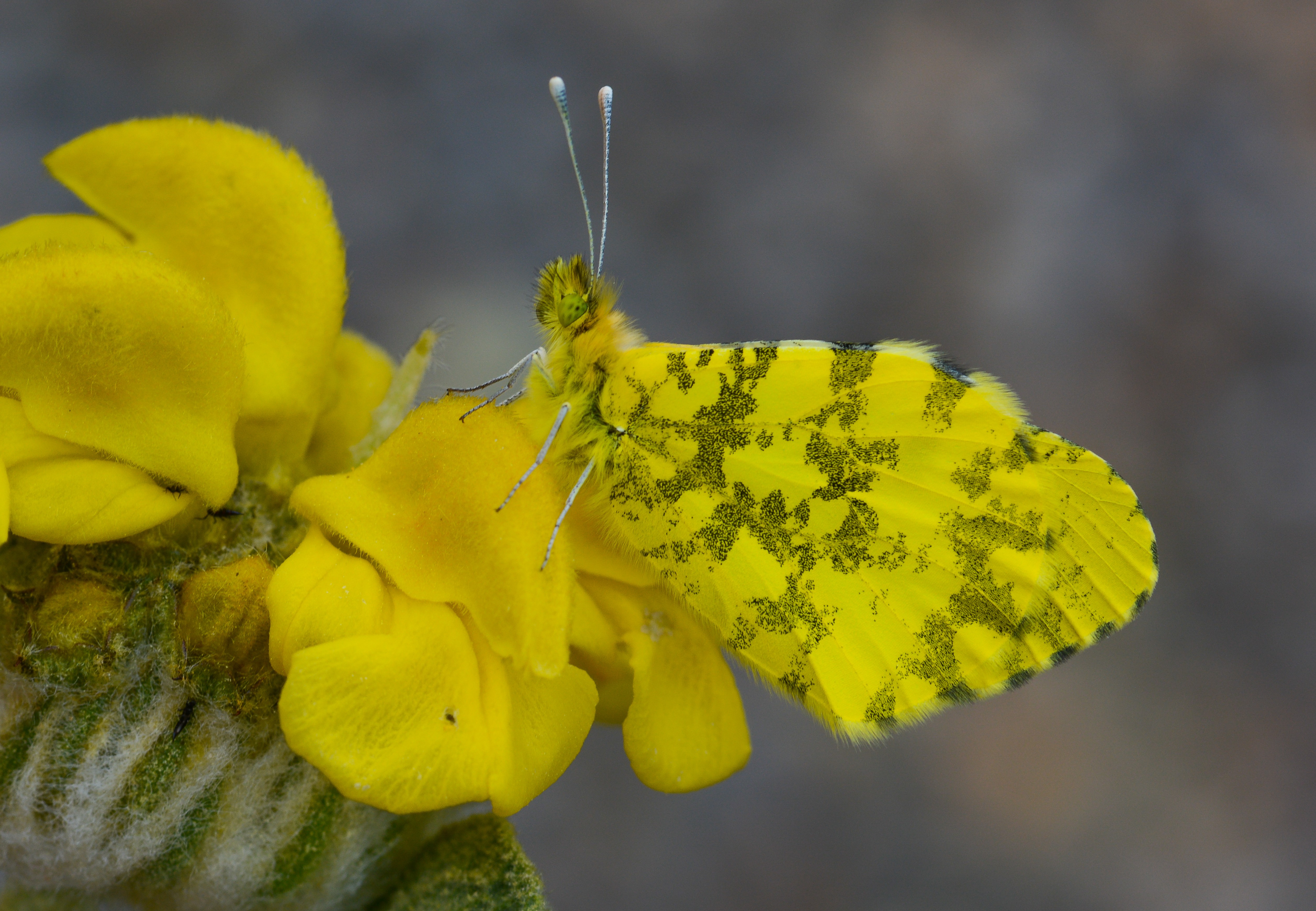 Anthocharis damone (Süslüdamone) butterfly photo