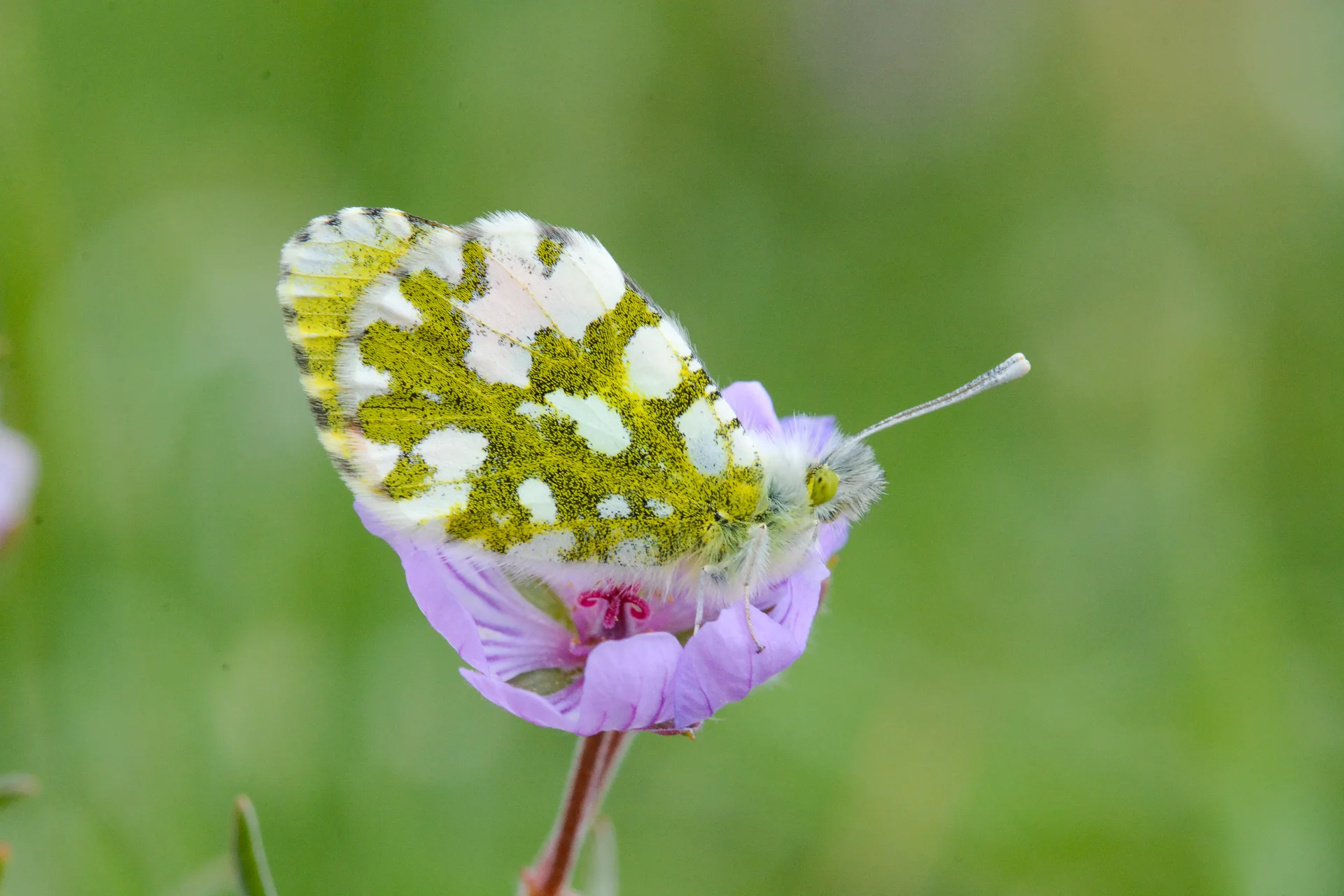 Anthocharis gruneri (Stepsüslüsü) butterfly photo