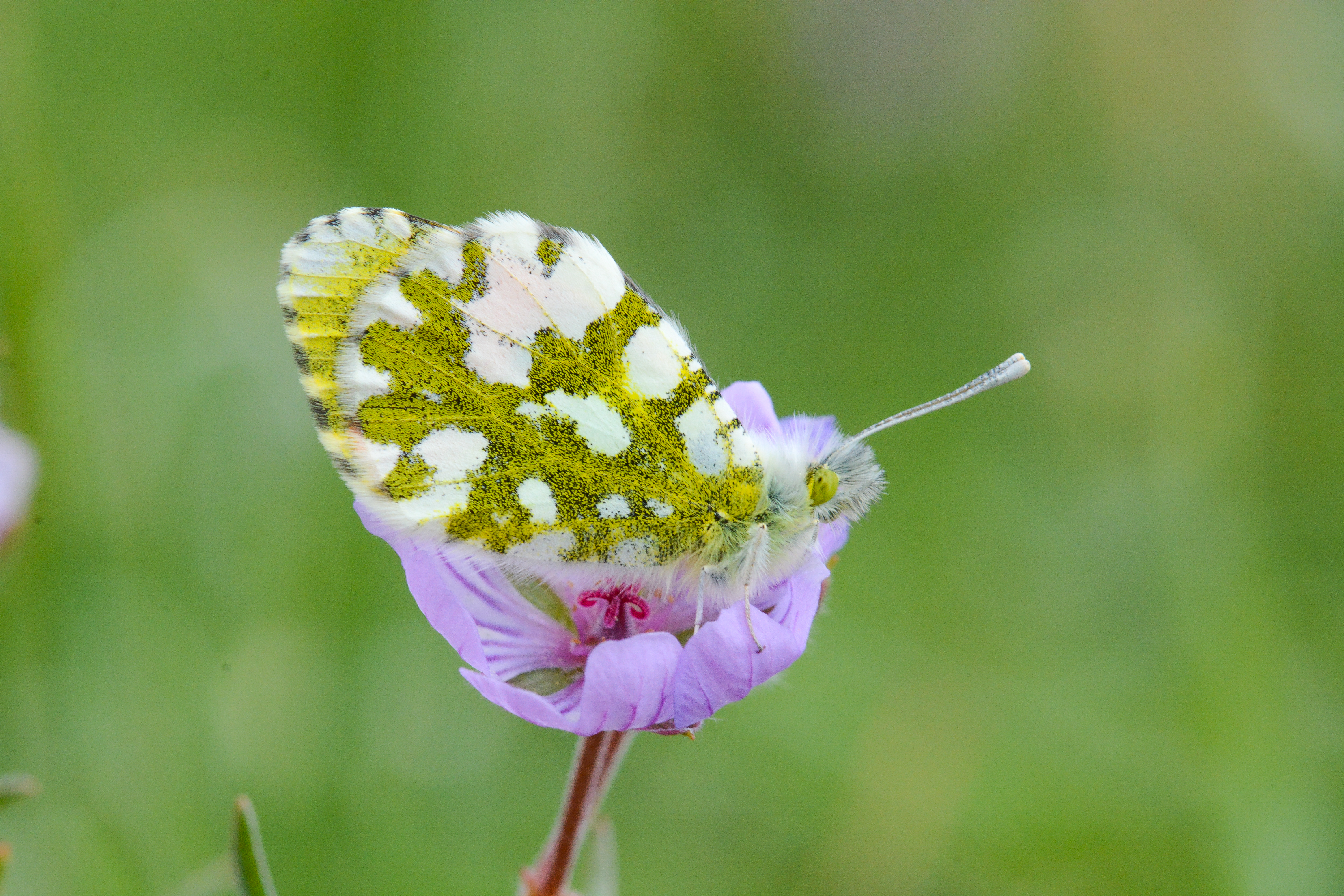 Anthocharis gruneri (Stepsüslüsü) butterfly photo