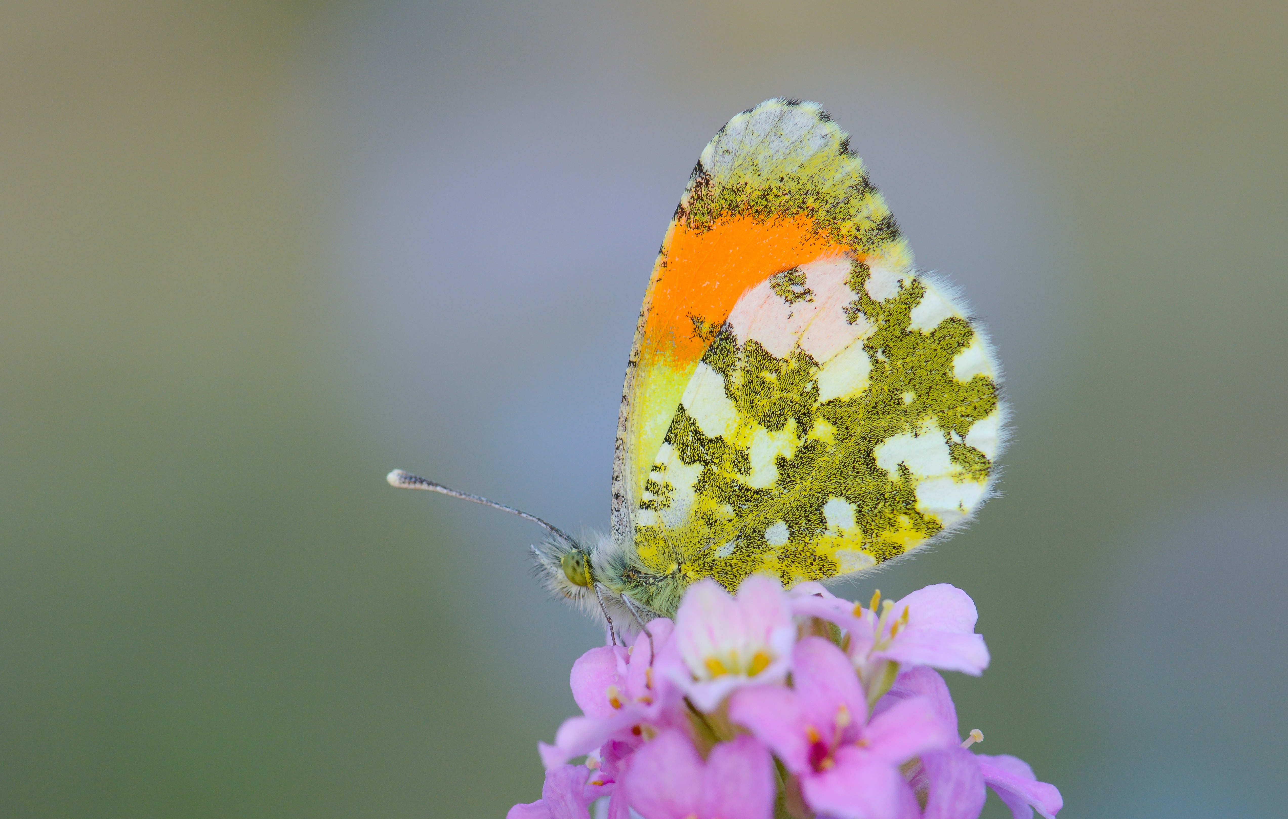 Anthocharis gruneri (Stepsüslüsü) butterfly photo