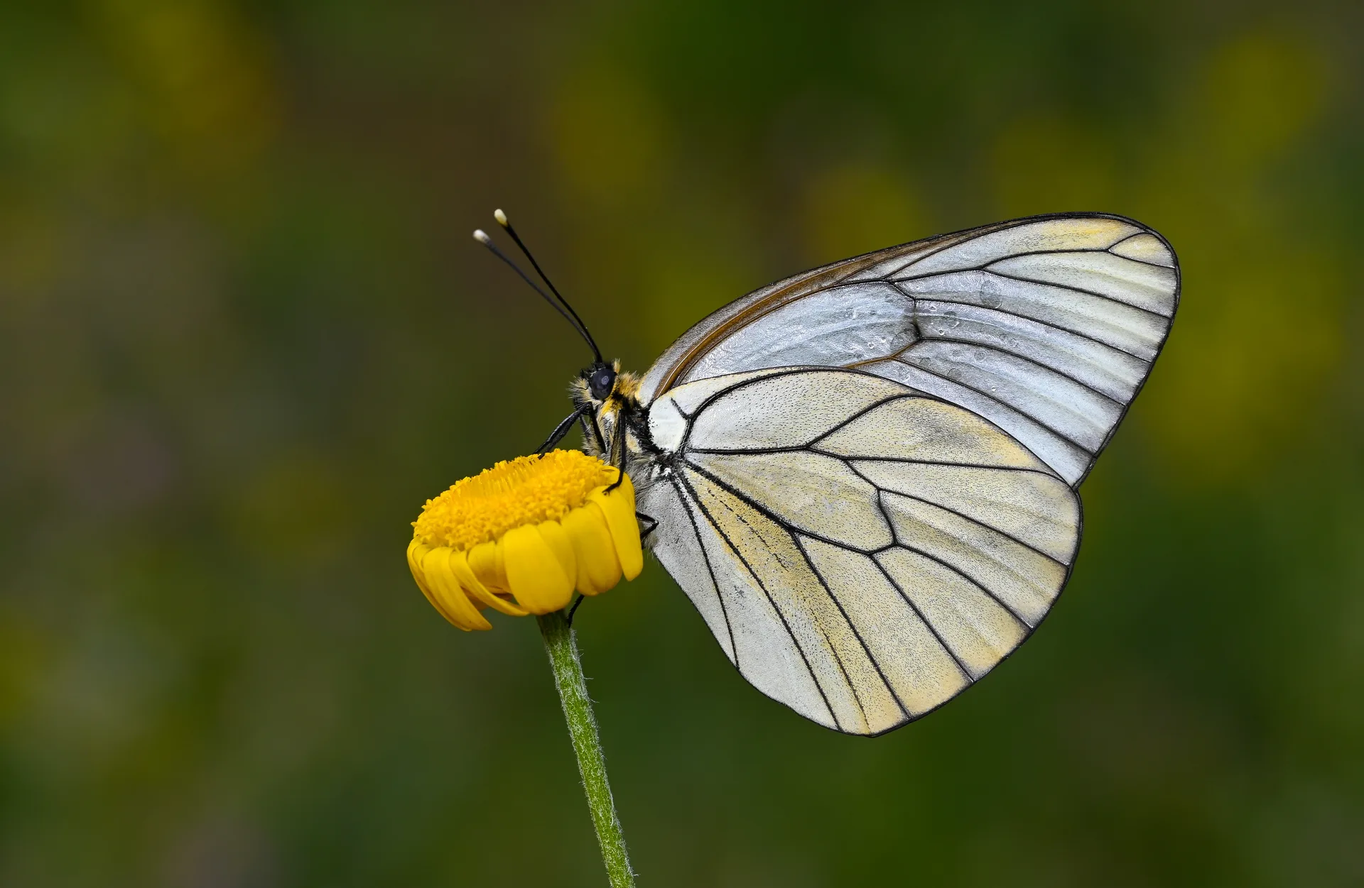 Aporia crataegi (Alıçbeyazı) butterfly photo