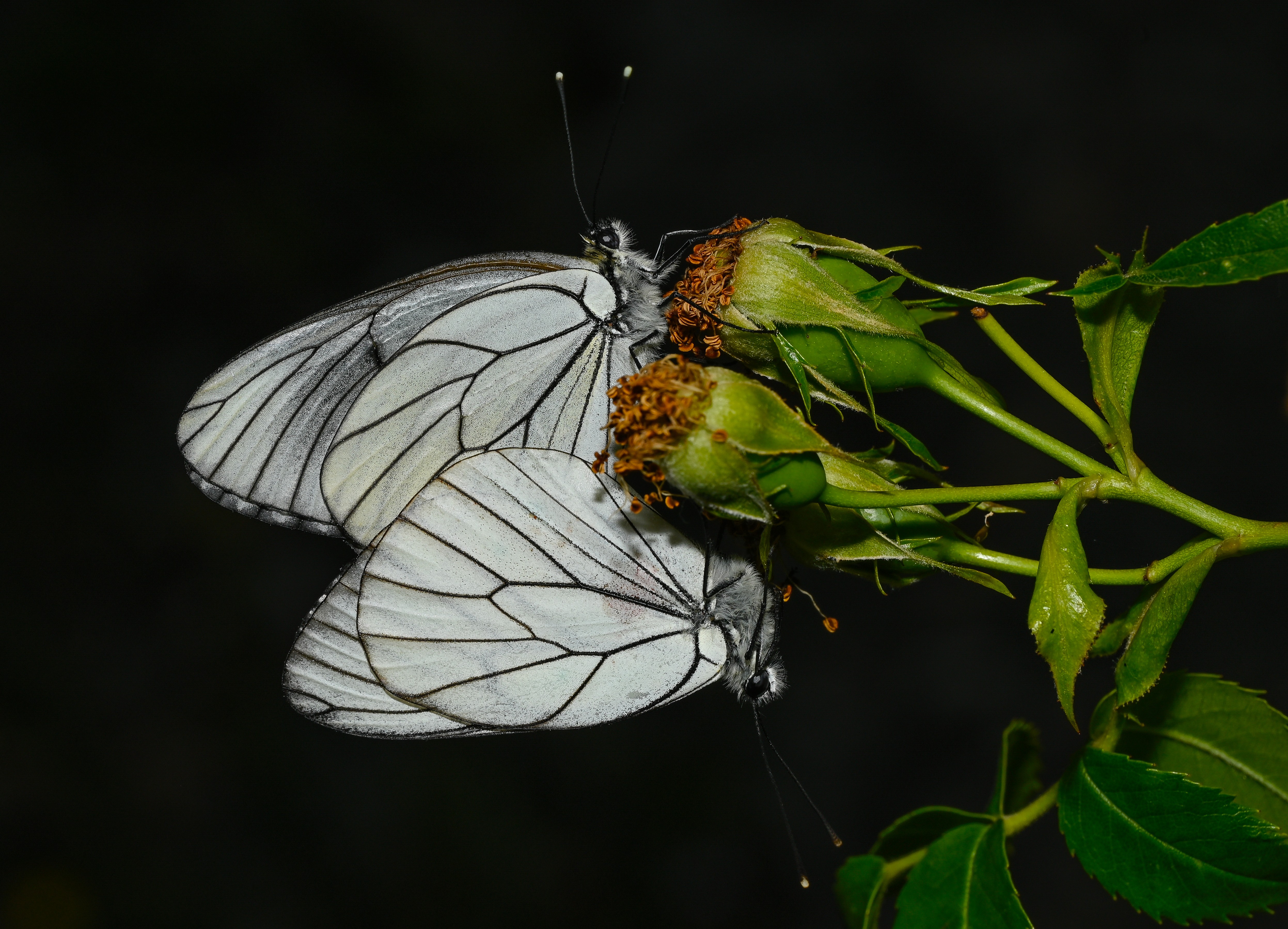 Aporia crataegi (Alıçbeyazı) butterfly photo