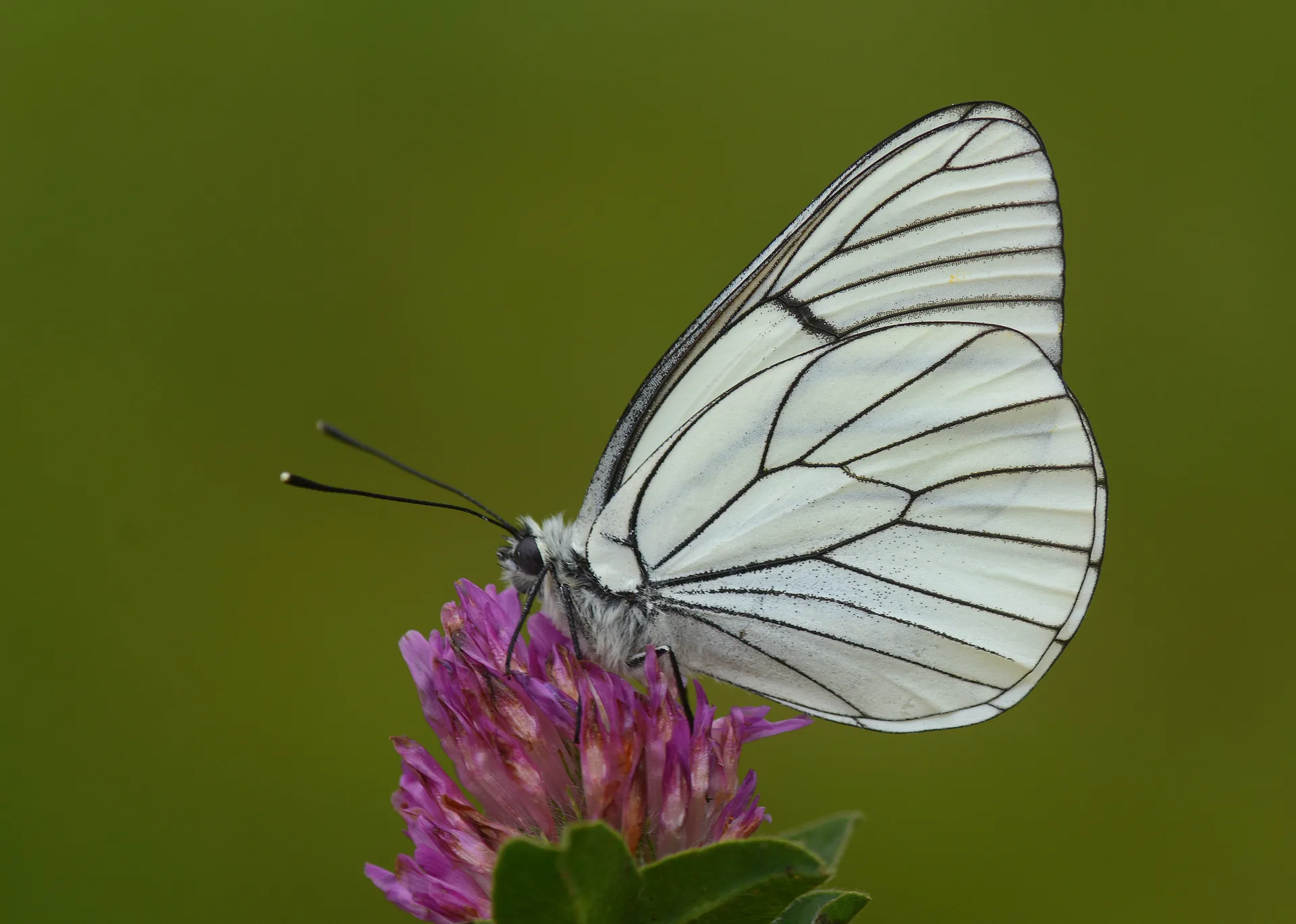 Aporia crataegi (AlÄ±Ã§beyazÄ±) butterfly photo